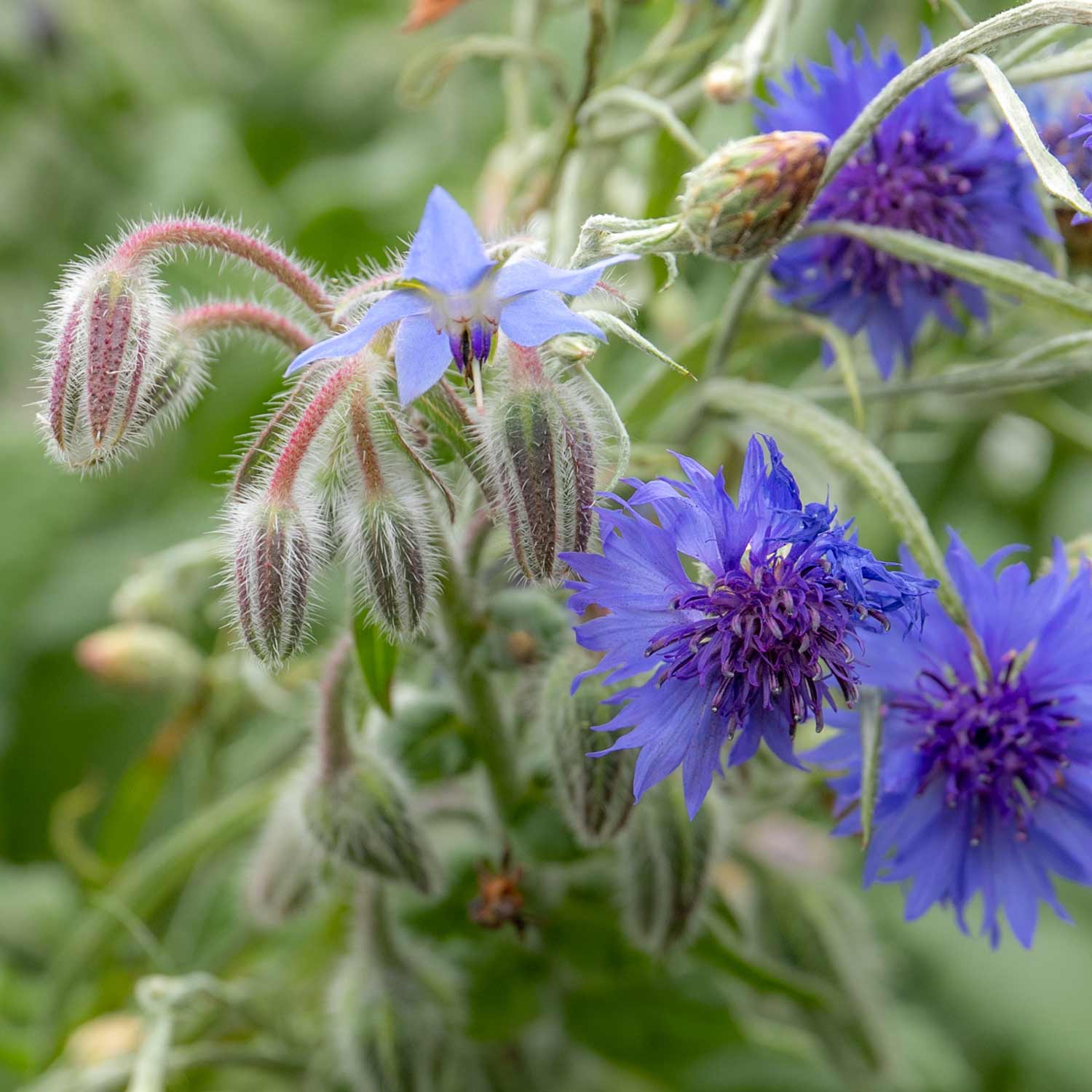 Unwins Easy Wildflower Seeds - Image 3