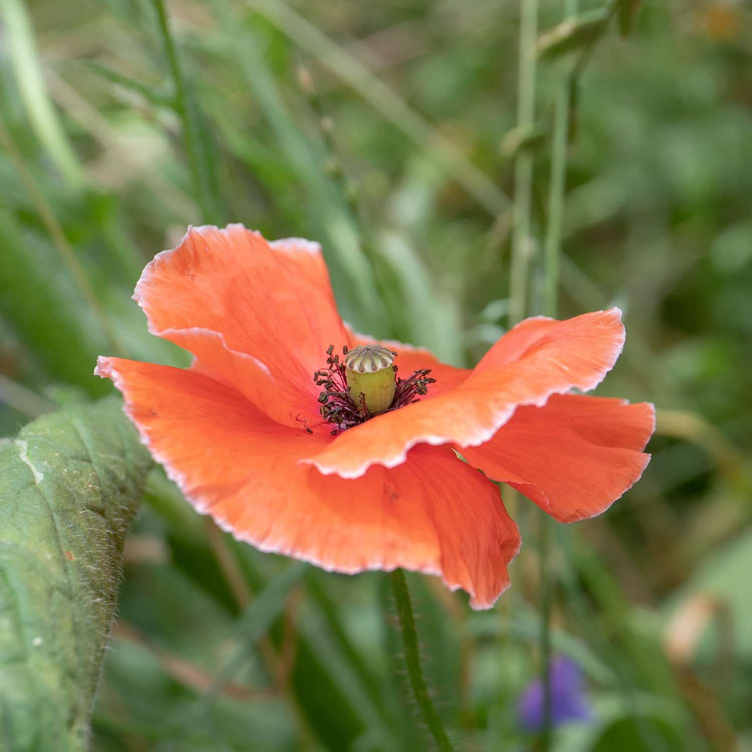 Unwins Easy Wildflower Seeds - Image 5