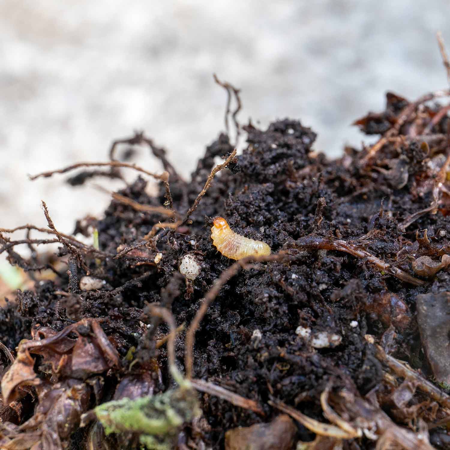 Nemasys Vine Weevil Control - Image 2