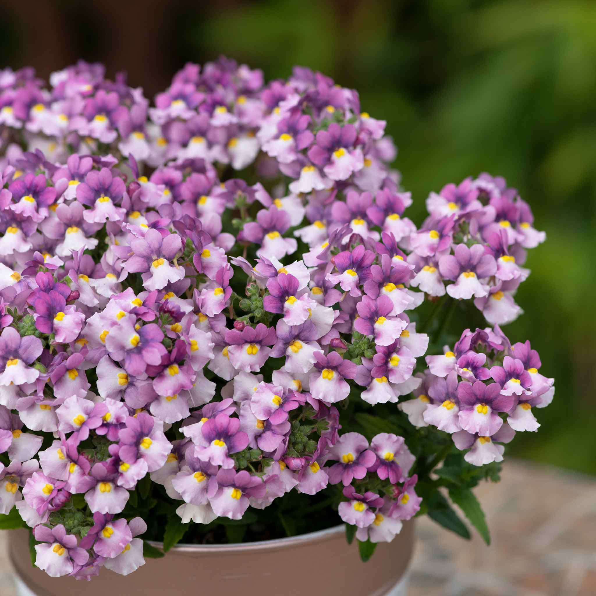 Nemesia Collection - Image 8