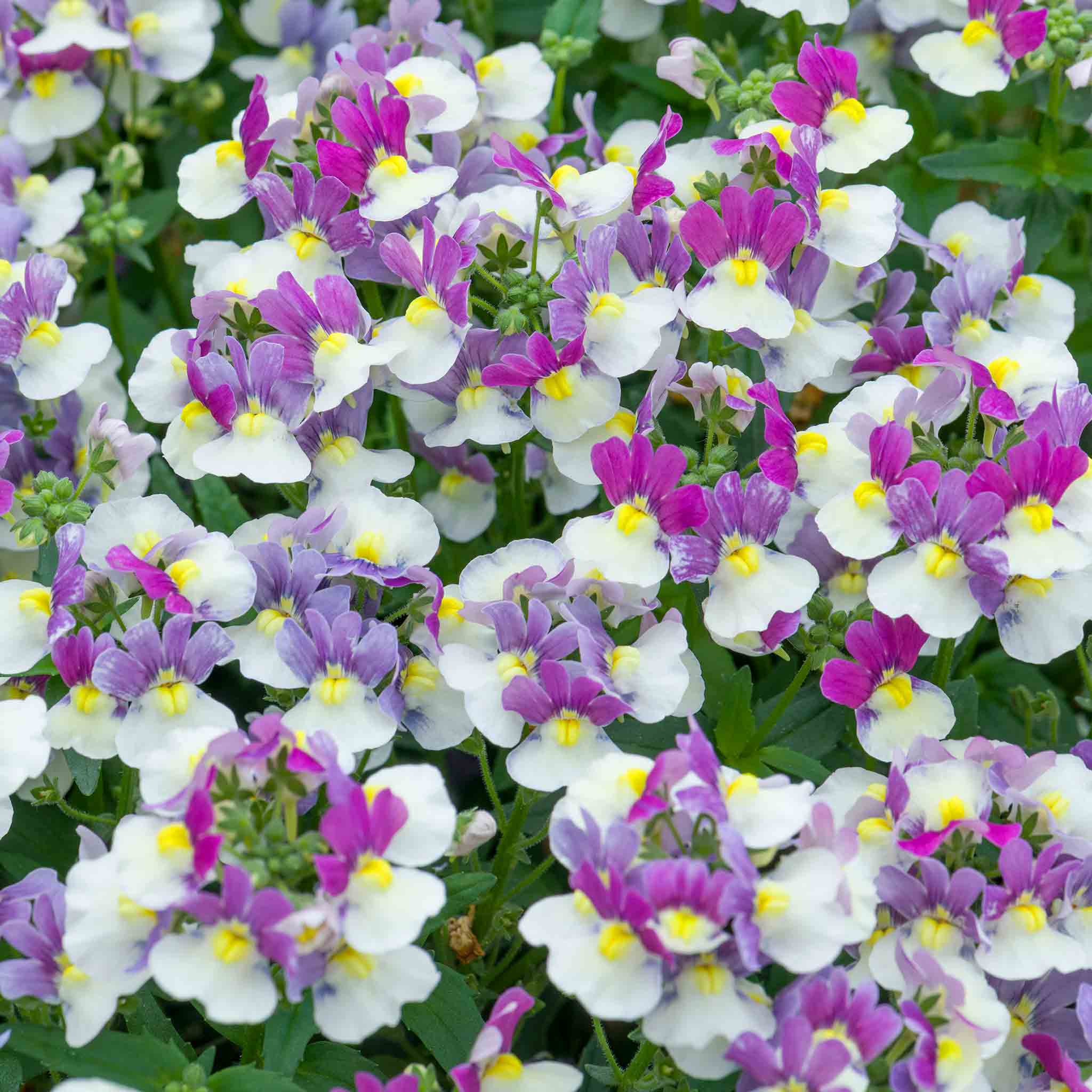 Nemesia 'Melody Aria'