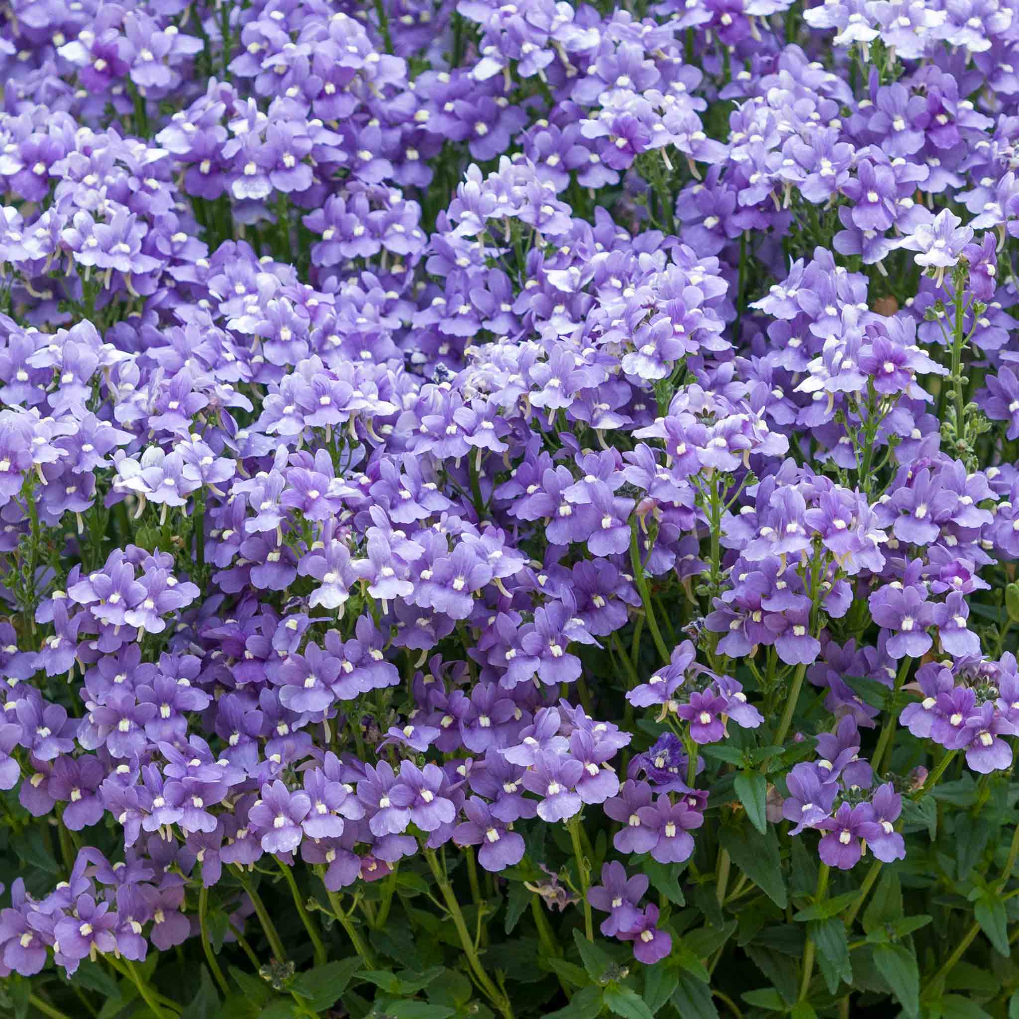 Nemesia 'Melody Lilac Blue' - Image 2
