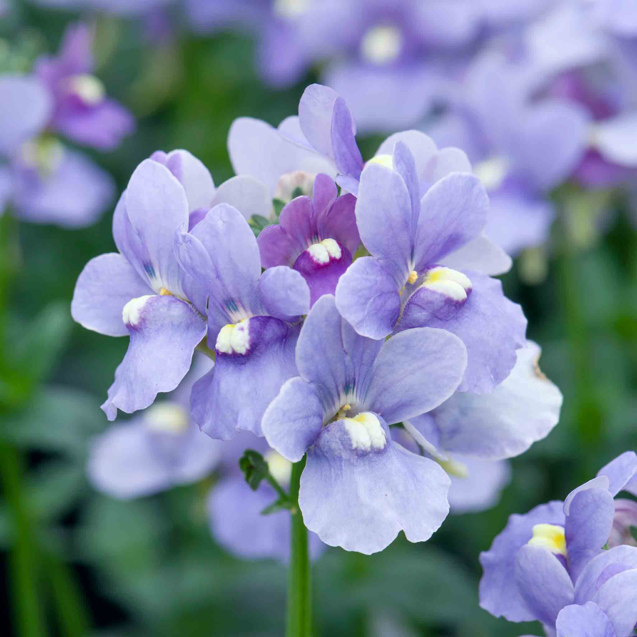 Nemesia 'Melody Lilac Blue' - Image 3