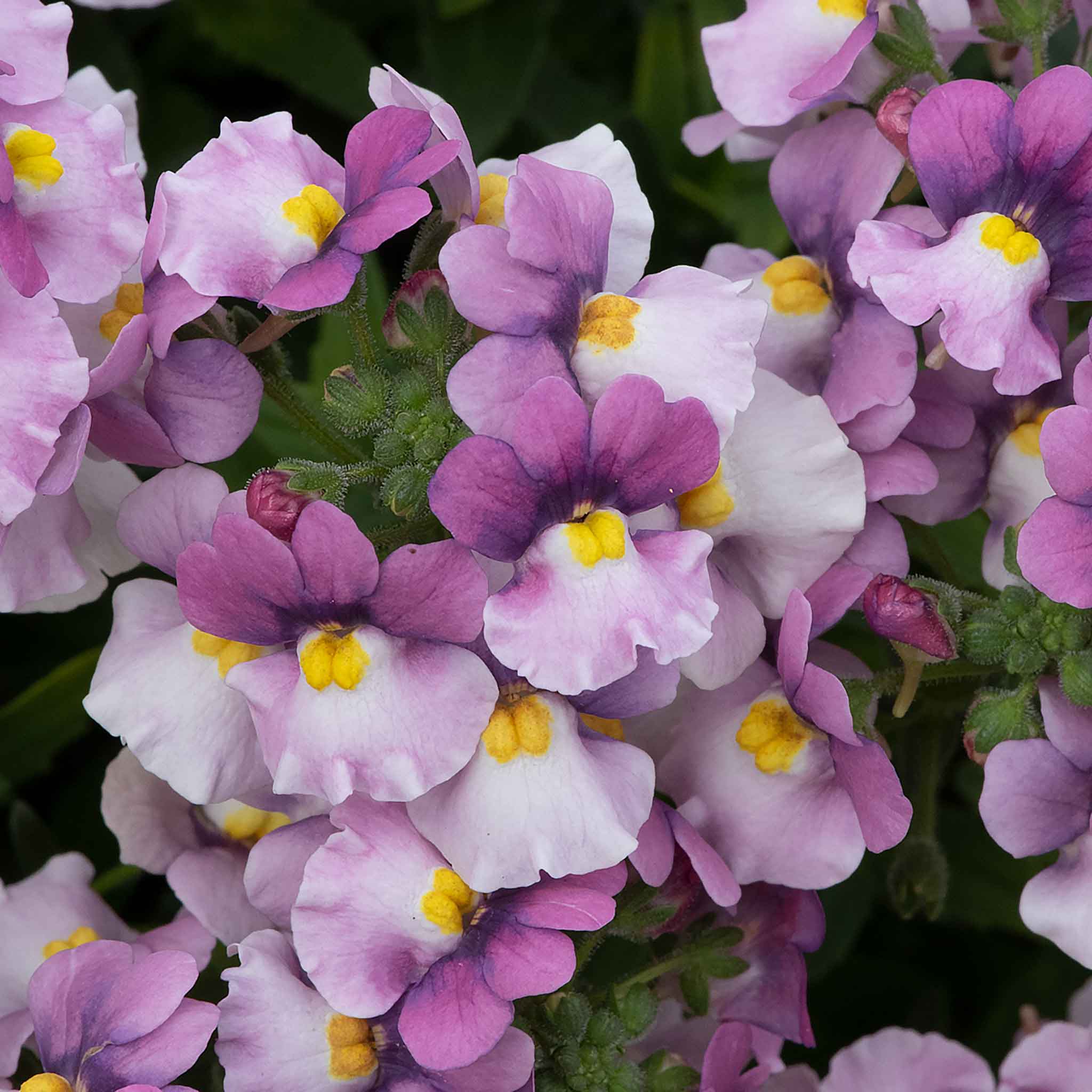 Nemesia 'Nuvo Pink Bicolour' - Image 2