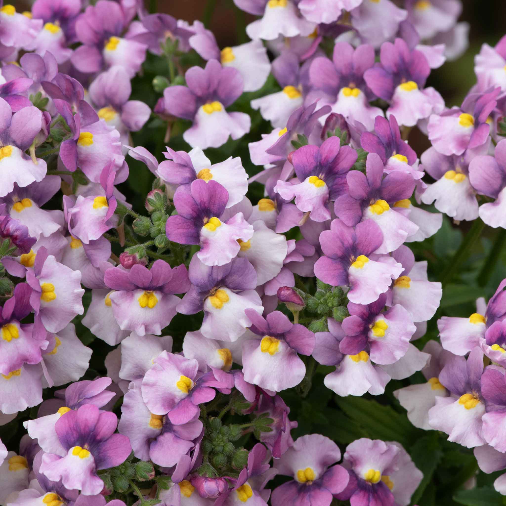 Nemesia 'Nuvo Pink Bicolour' - Image 3
