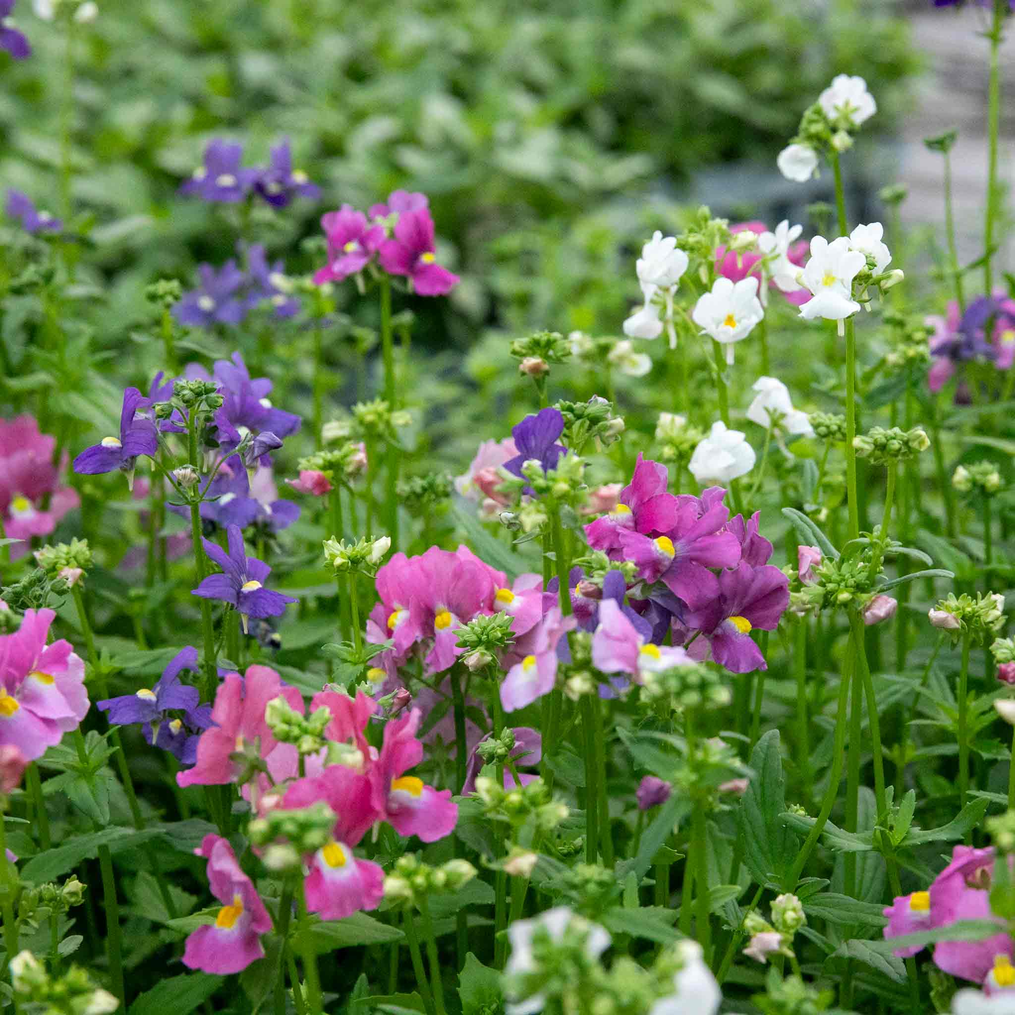 Nemesia Seeds 'Poetry Mixed' - Image 8