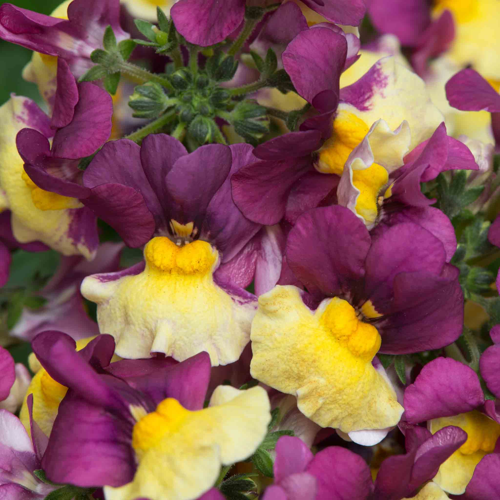 Nemesia 'Rhubarb and Custard' - Image 3
