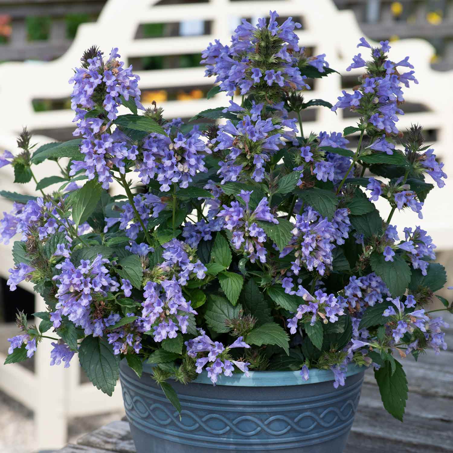 Nepeta 'Blue Prelude' - Image 2