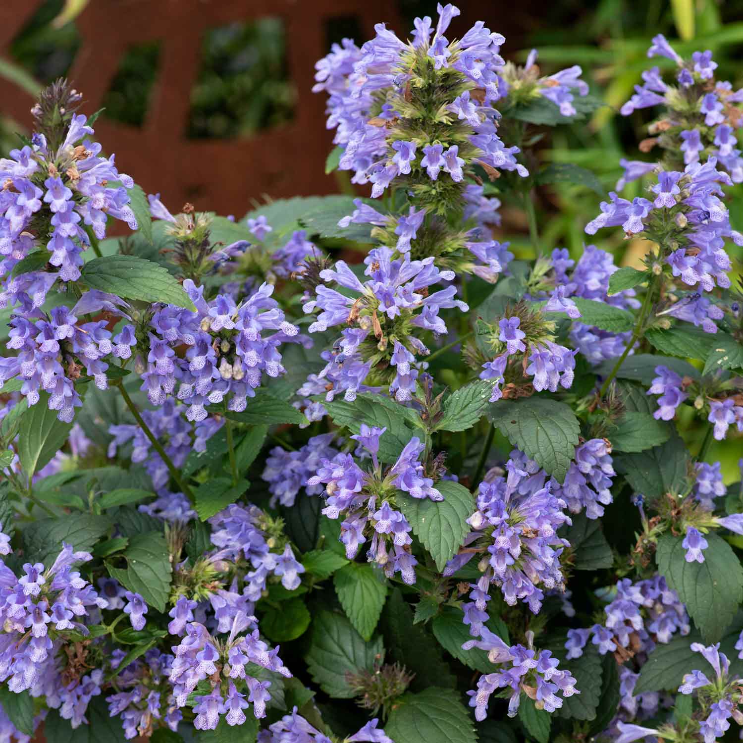 Nepeta 'Blue Prelude' - Image 3