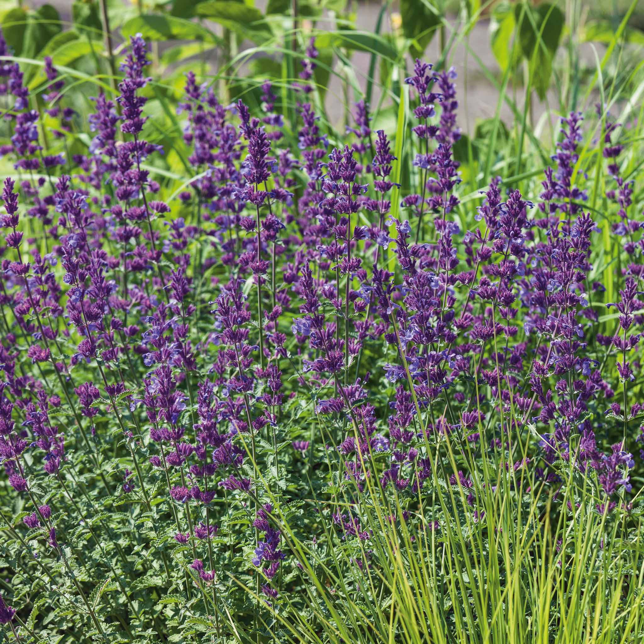 Nepeta 'Walkers Low' - Image 4