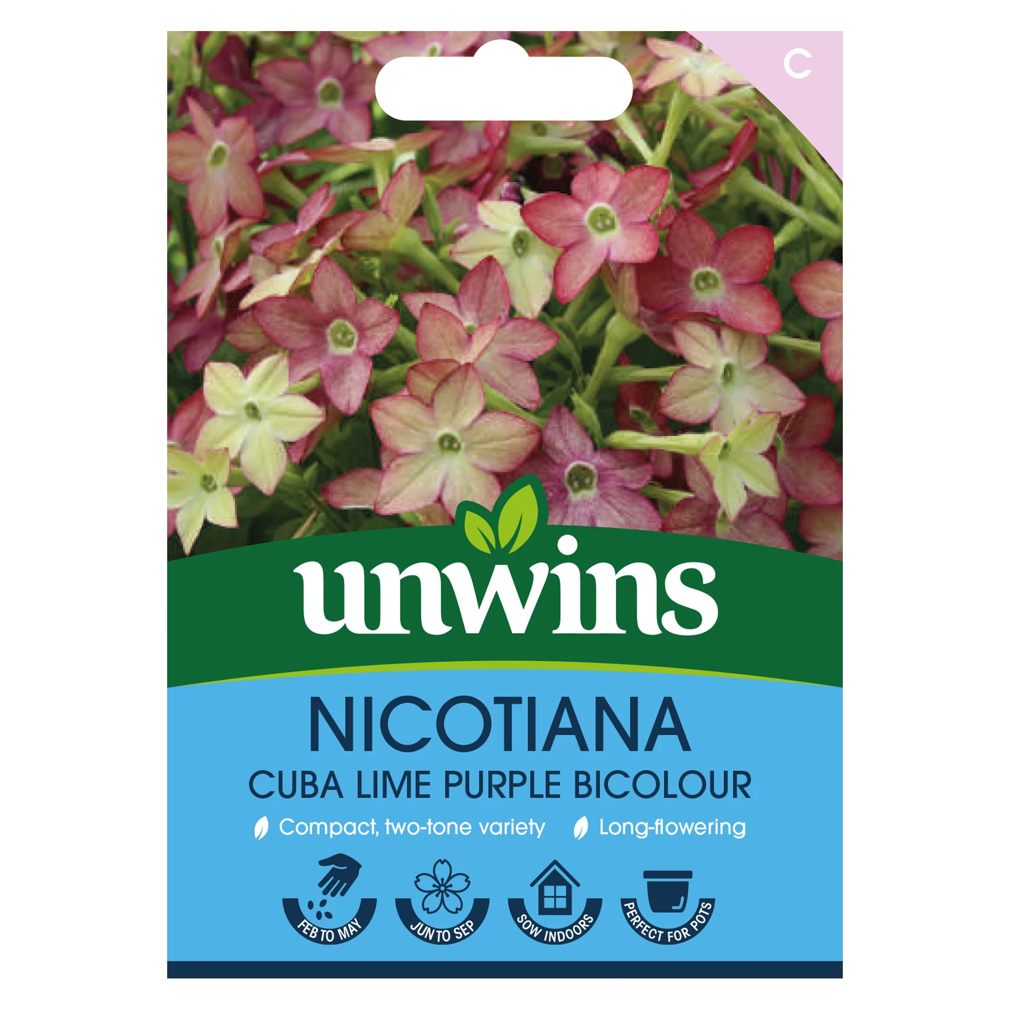 Nicotiana Seeds 'Cuba Lime Purple Bicolour' - Image 2