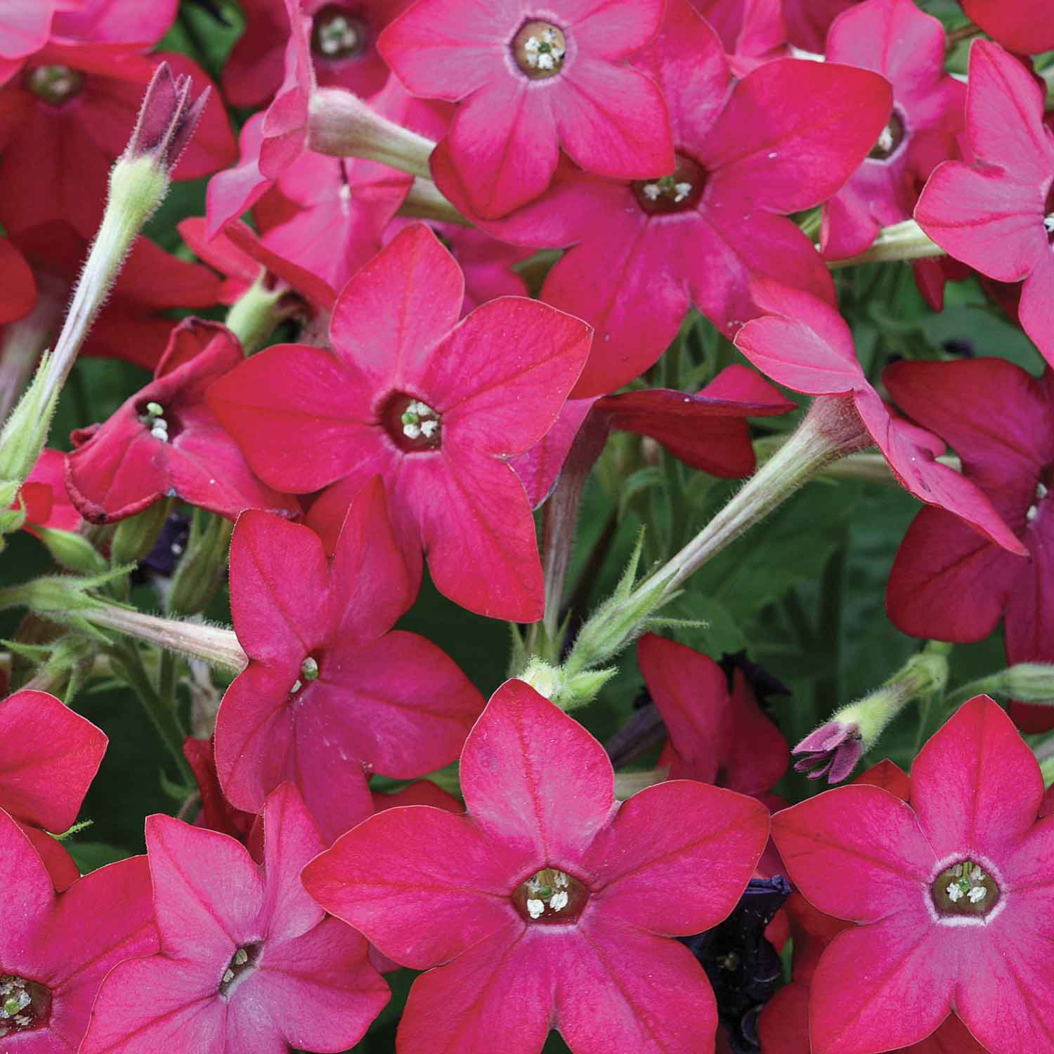 Nicotiana 'Cuba Rose' - Image 3