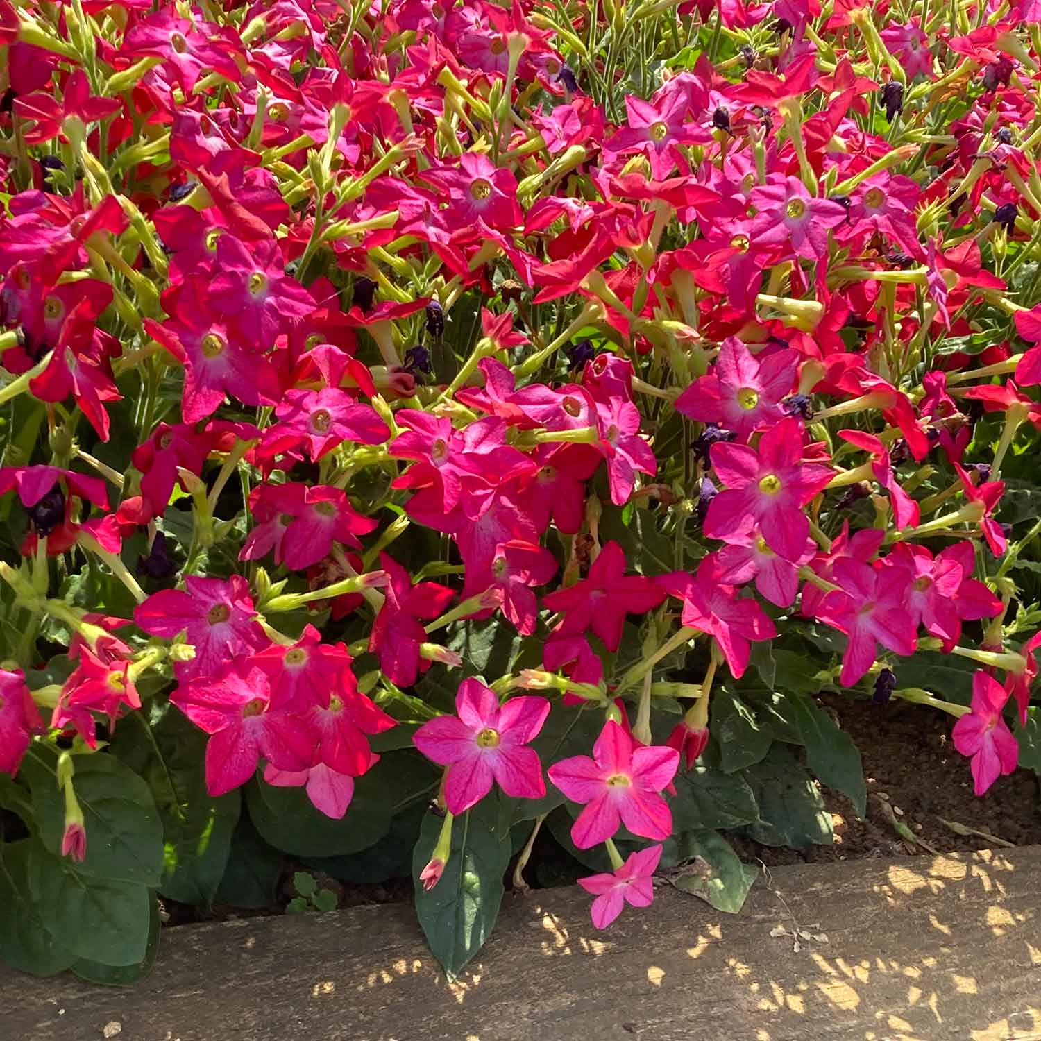 Nicotiana 'Cuba Rose' - Image 4