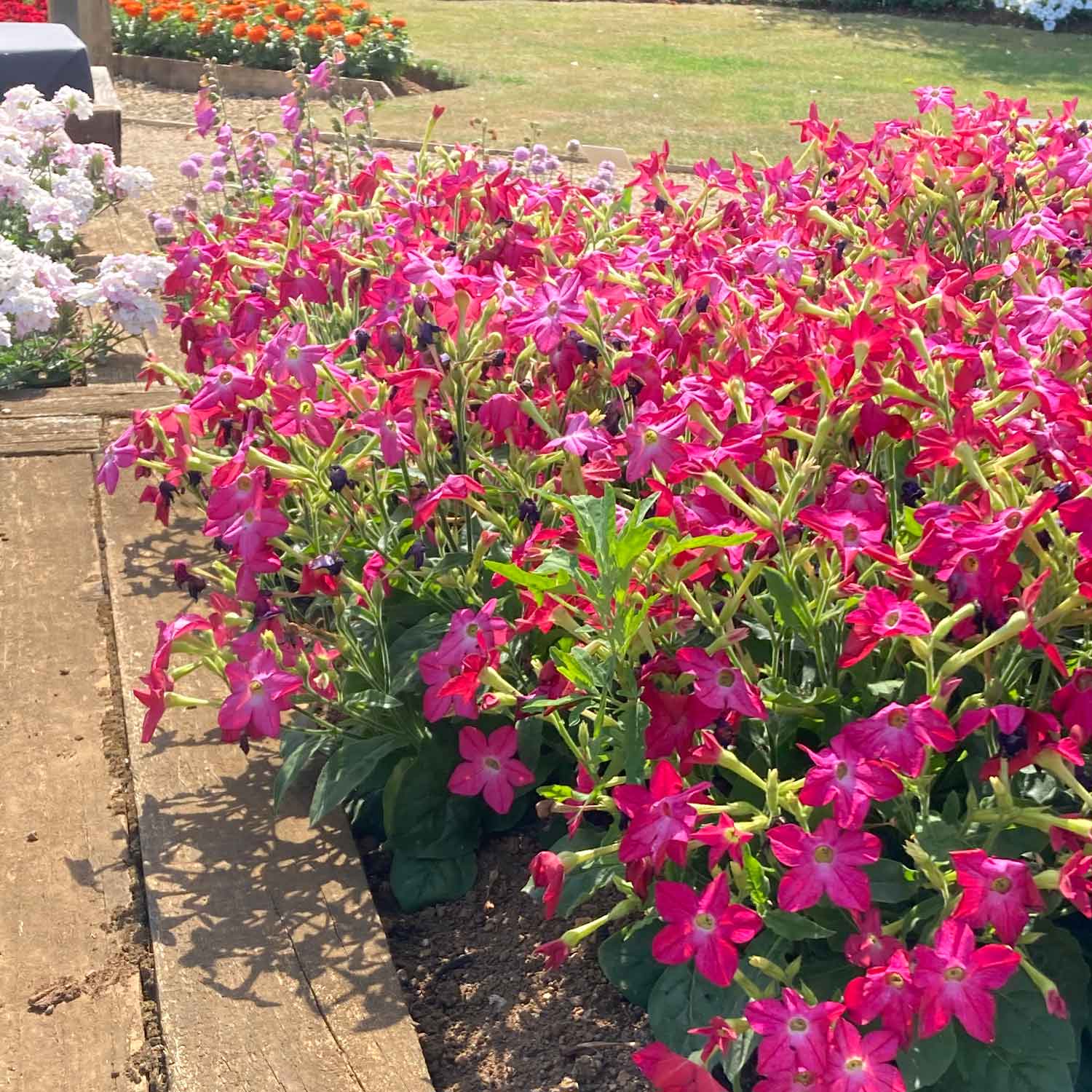 Nicotiana 'Cuba Rose' - Image 7