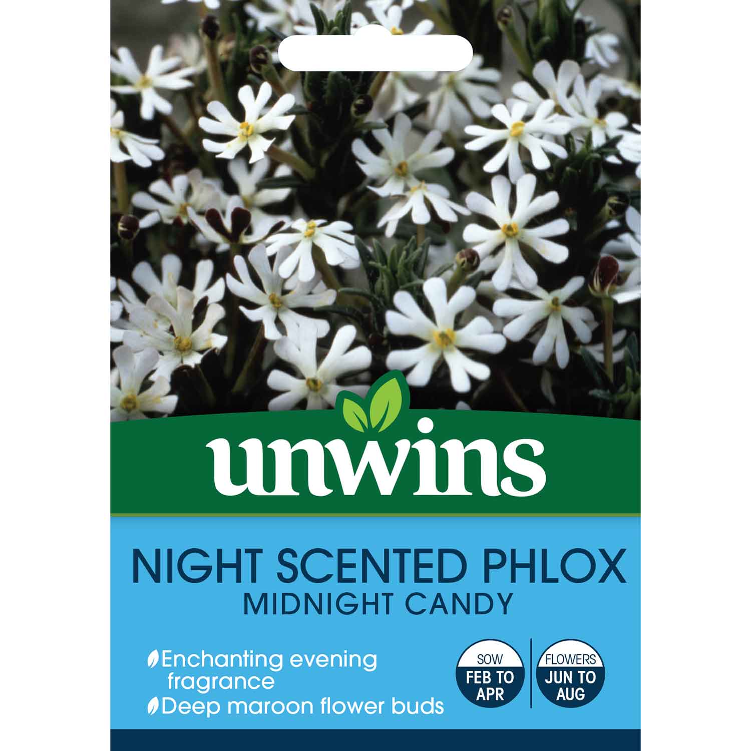 Phlox Seeds 'Midnight Candy' - Image 2