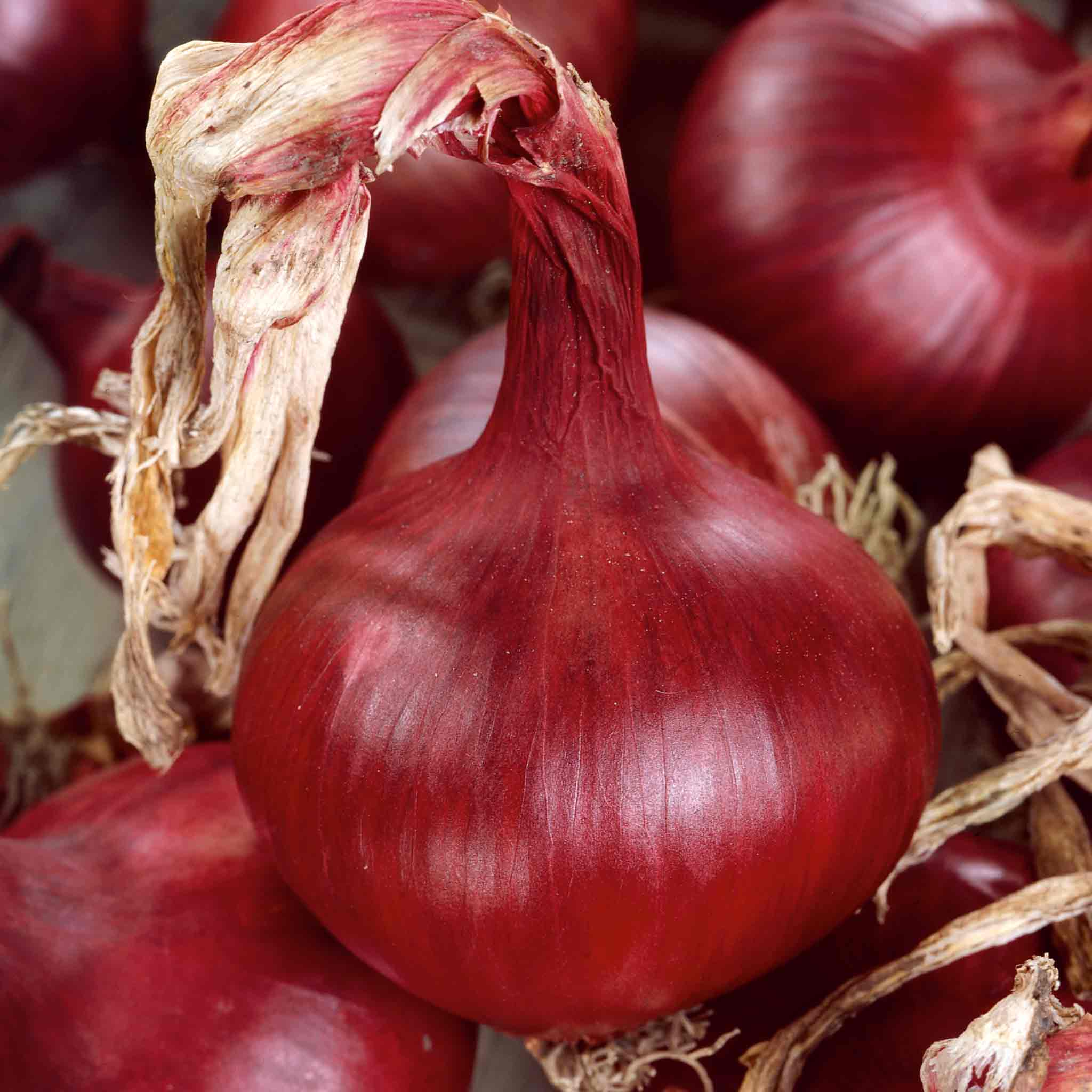 Onion 'Ailsa Craig' & 'Mammoth Red' - Image 3