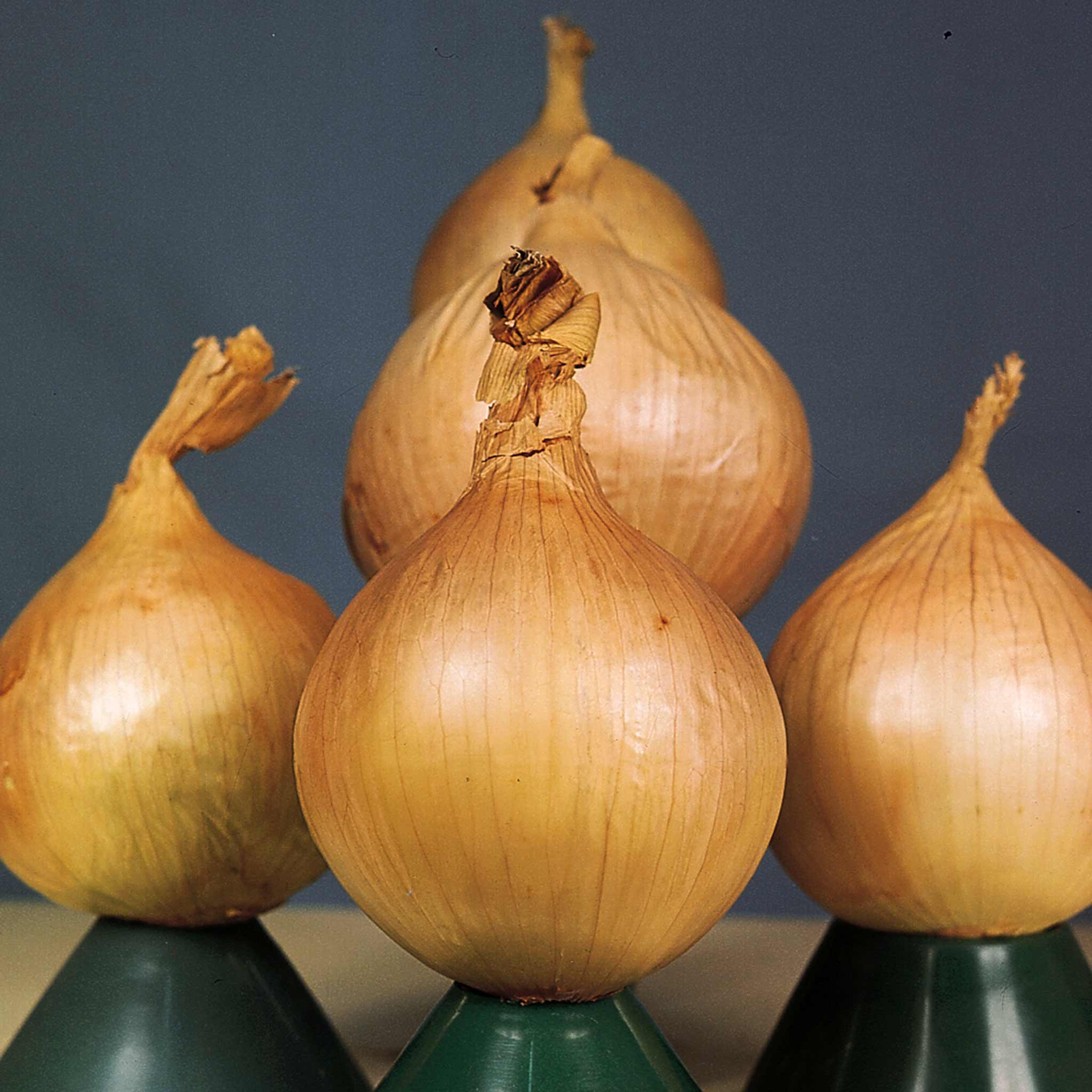Onion 'Ailsa Craig'
