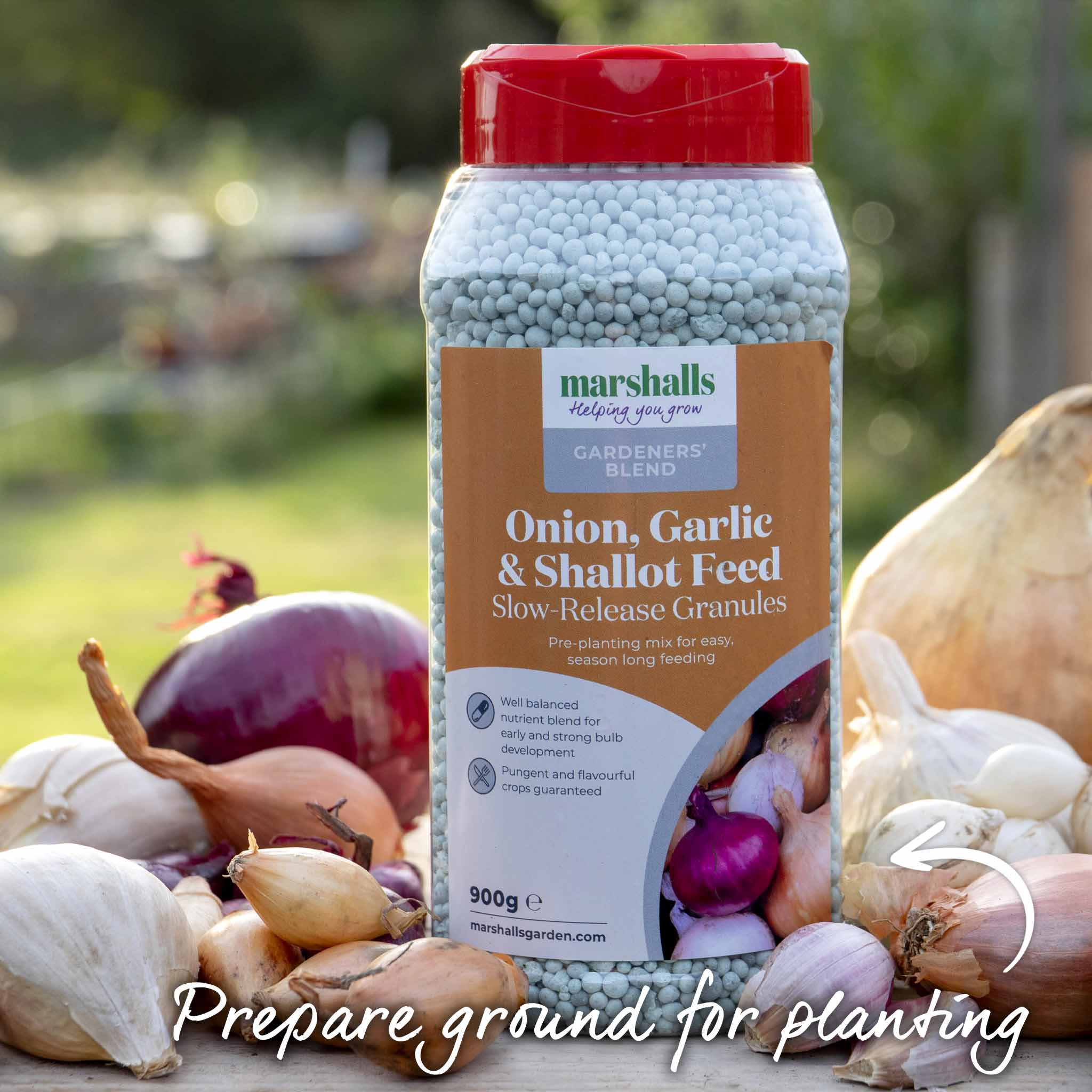 Spring Planting Shallot Sets 'Golden Gourmet' - Image 6