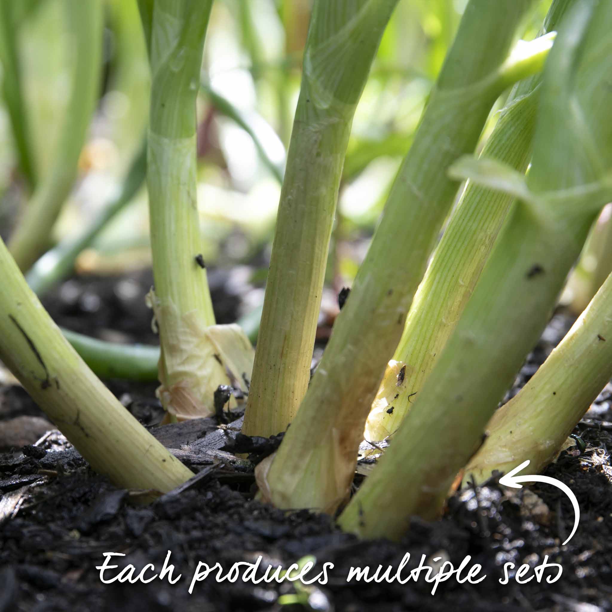 Spring Planting Shallots Duo Pack - Image 9