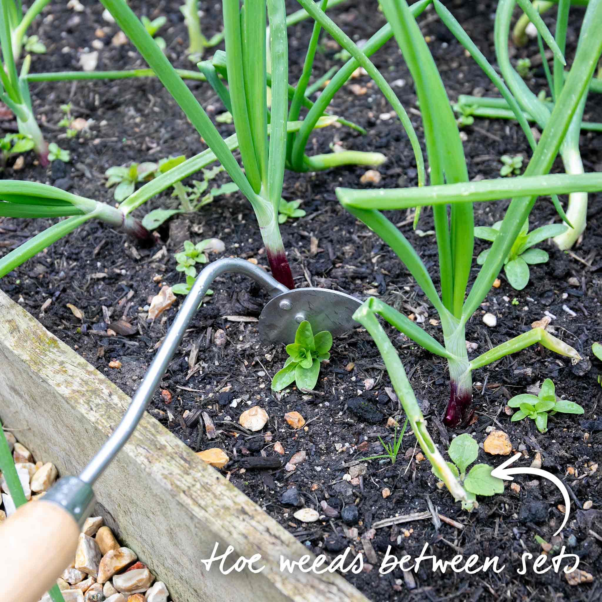 Autumn Planting Onion Sets 'Red Winter' - Image 10