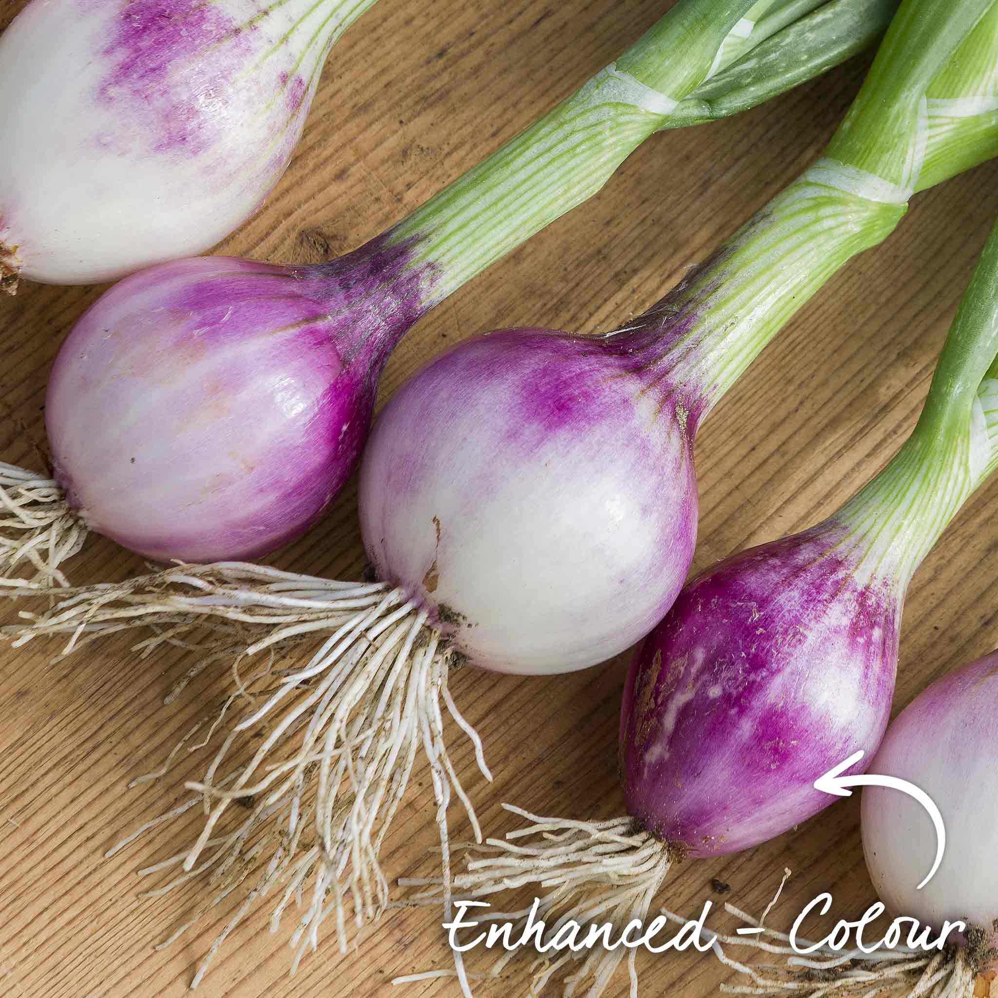Onion Seeds 'Ruby Red' - Image 3