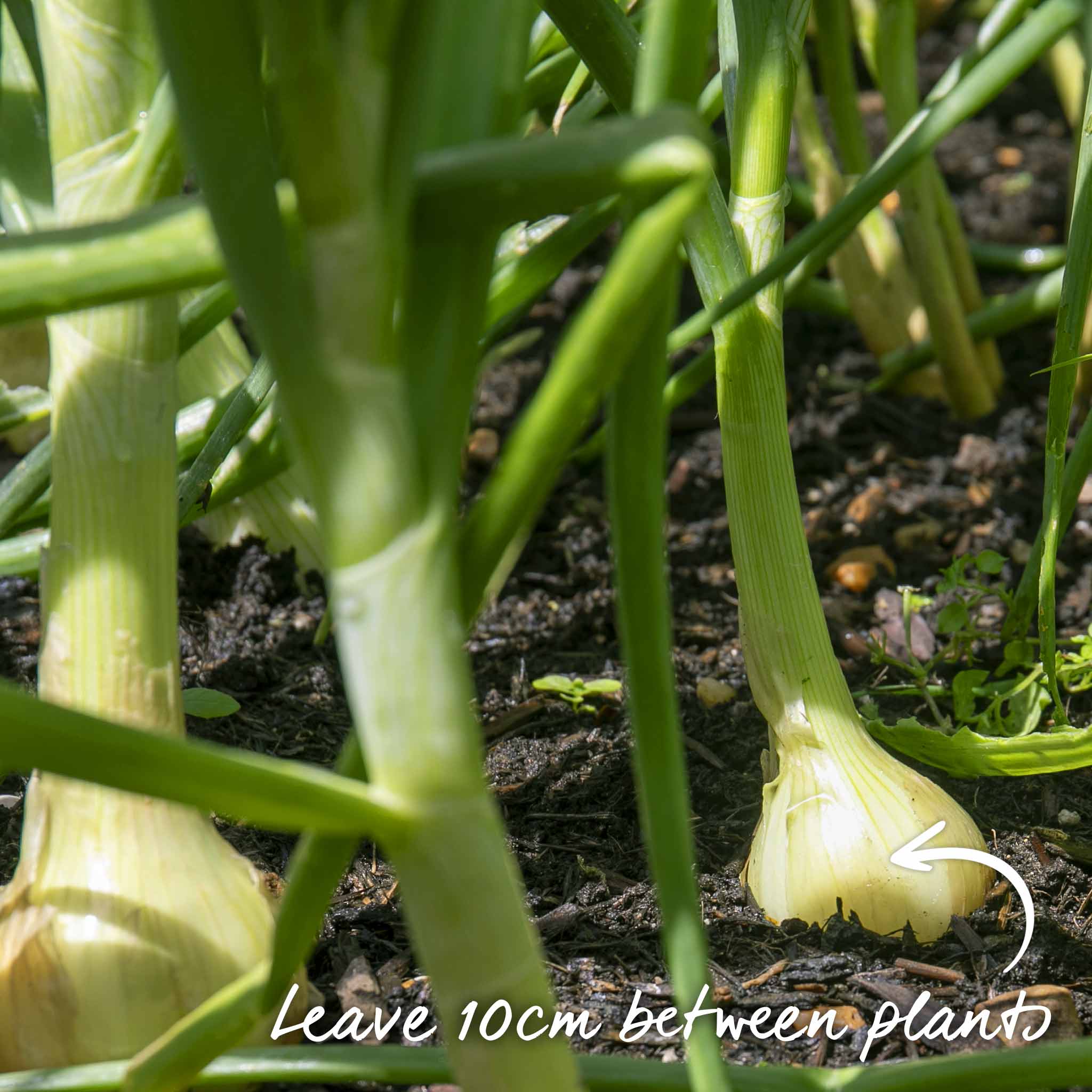 Onion Seeds 'Ruby Red' - Image 7