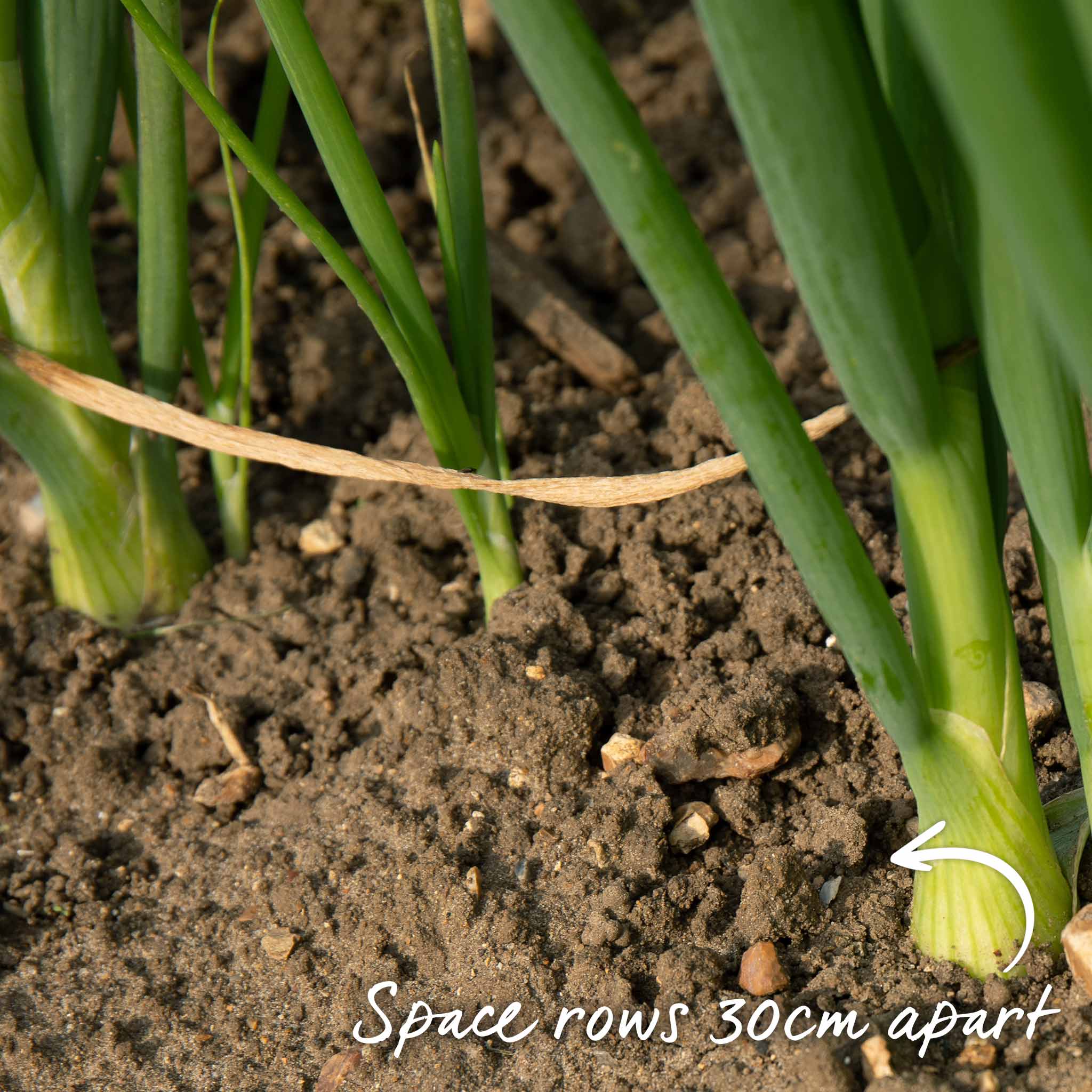 Onion Seeds 'Ruby Red' - Image 8