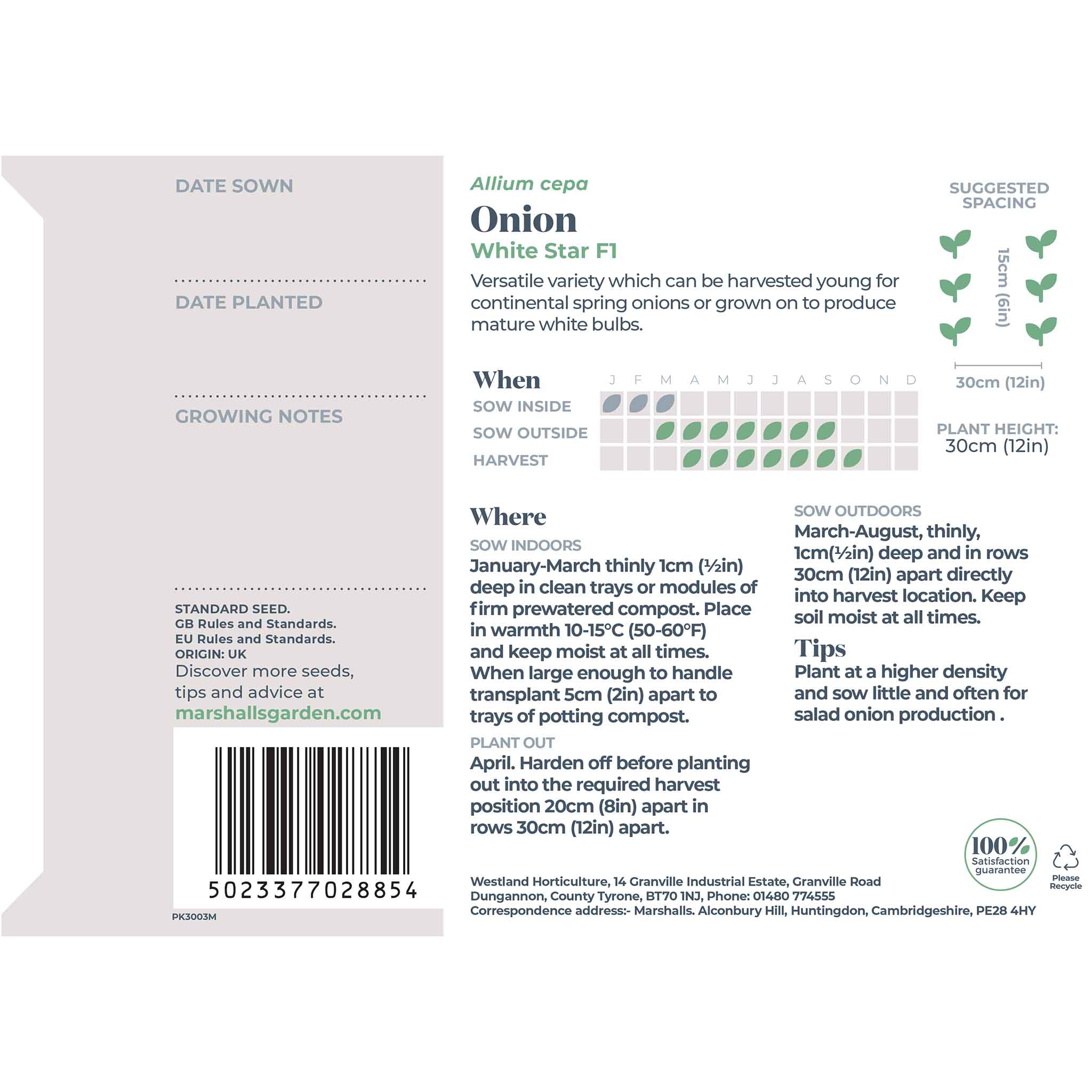 Onion Seeds 'White Star' - Image 5