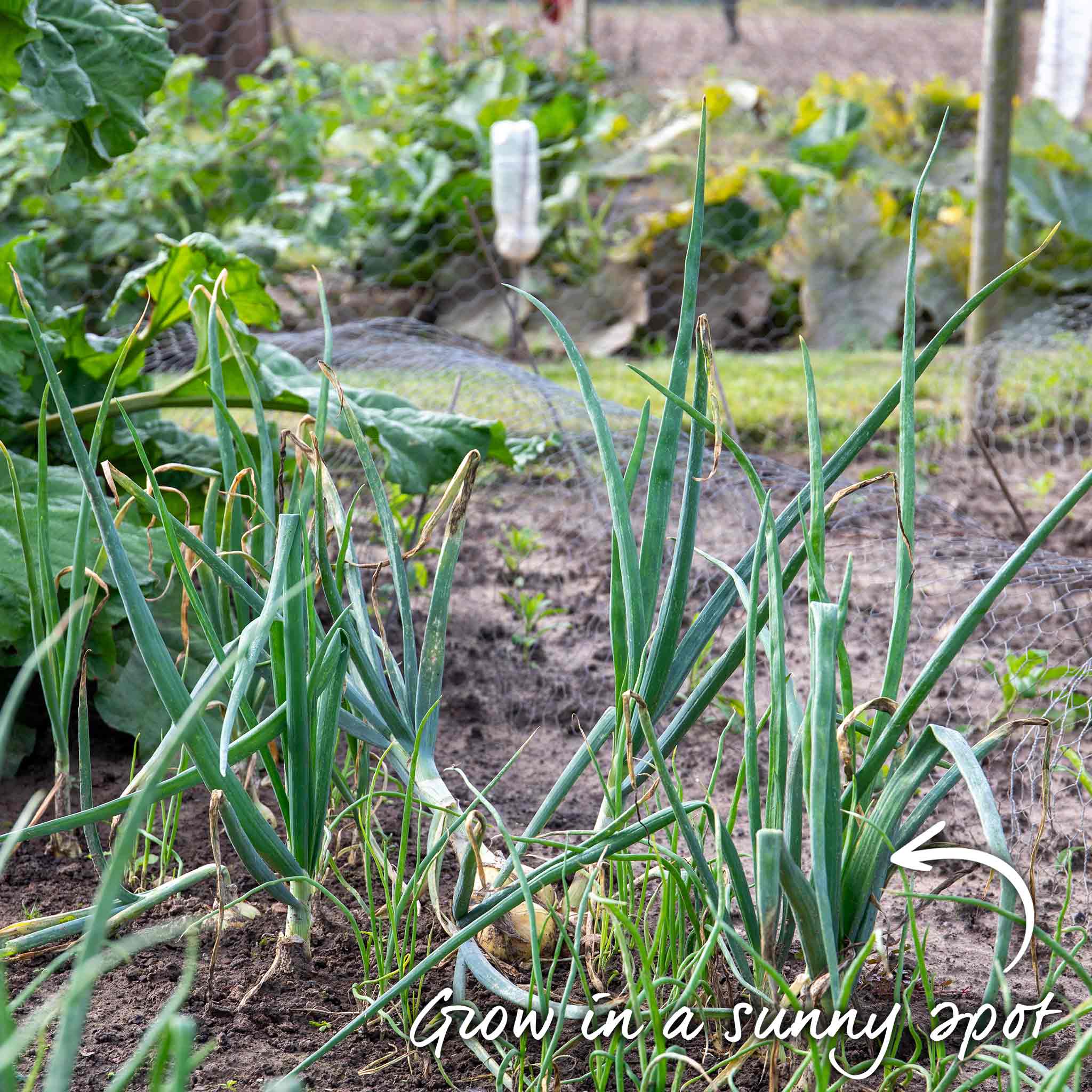 Spring Planting Onions Duo Pack - Image 6