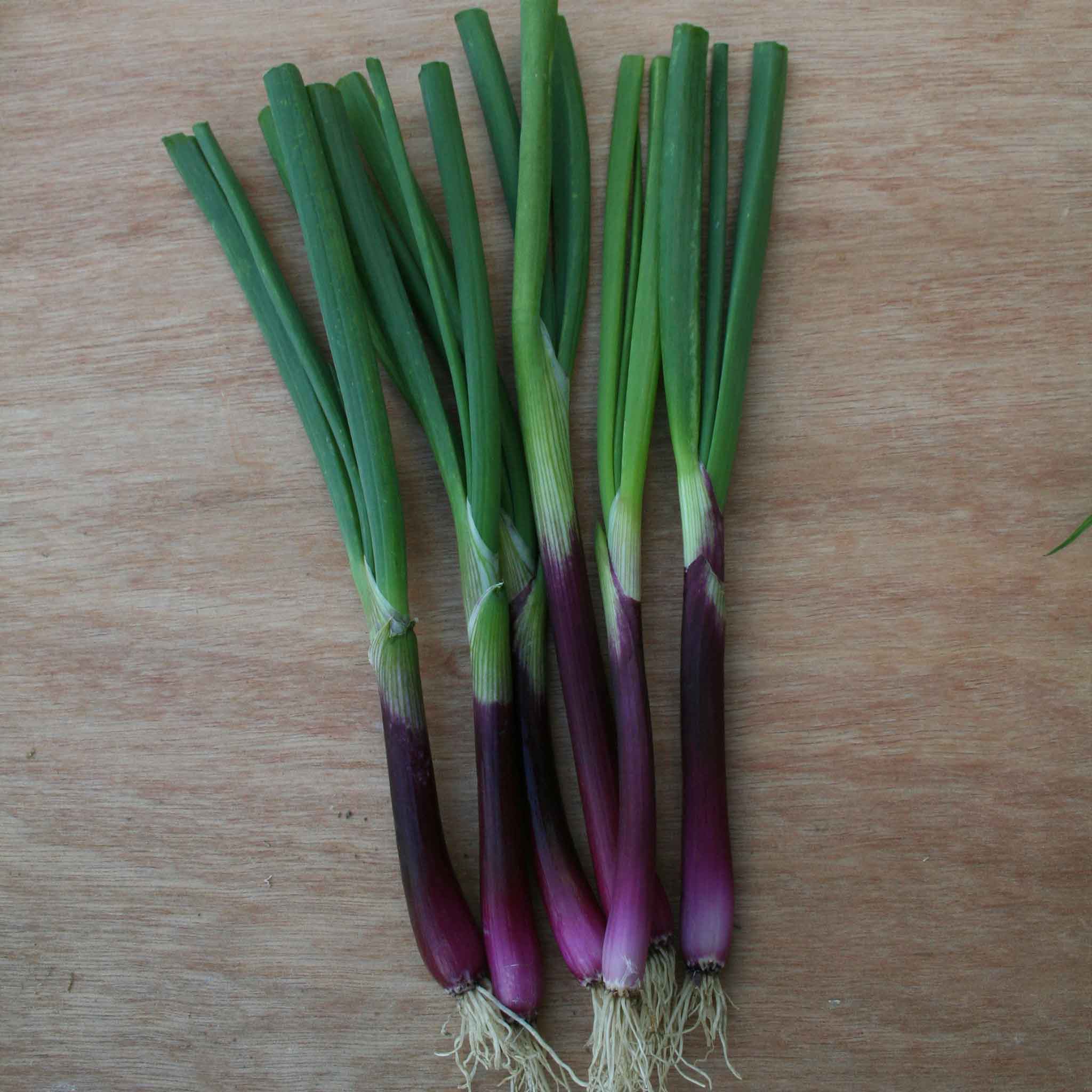 Spring Onion Seeds 'Apache' - Image 2