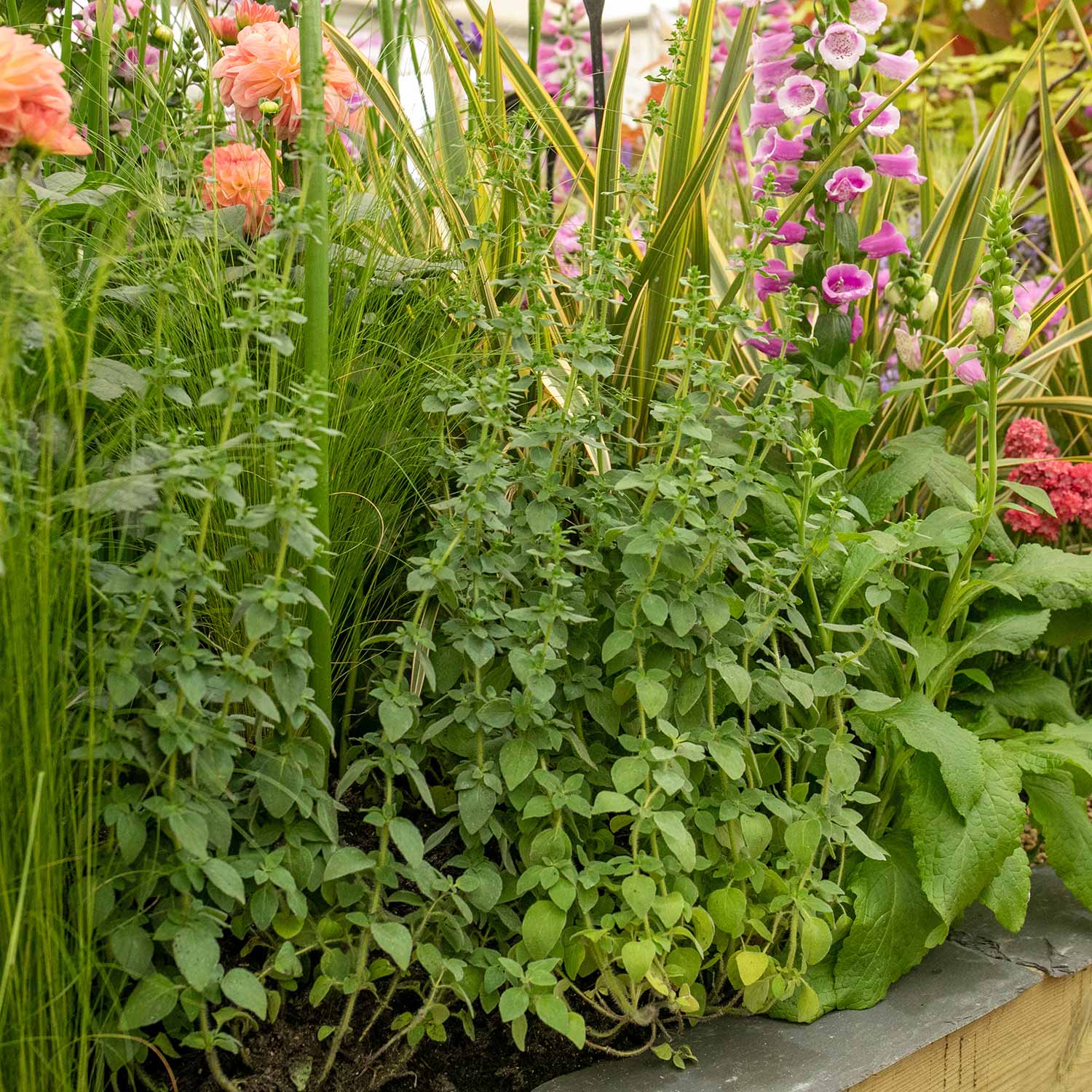 Oregano 'Origanum Vulgare' - Image 3