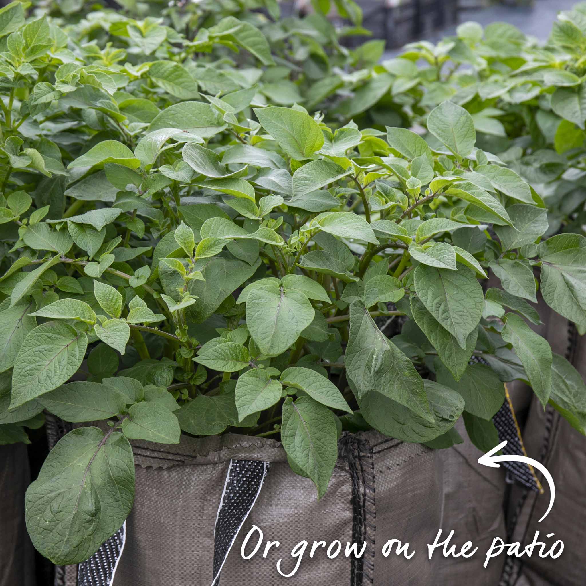Organic Seed Potato 'Casablanca' - Image 7