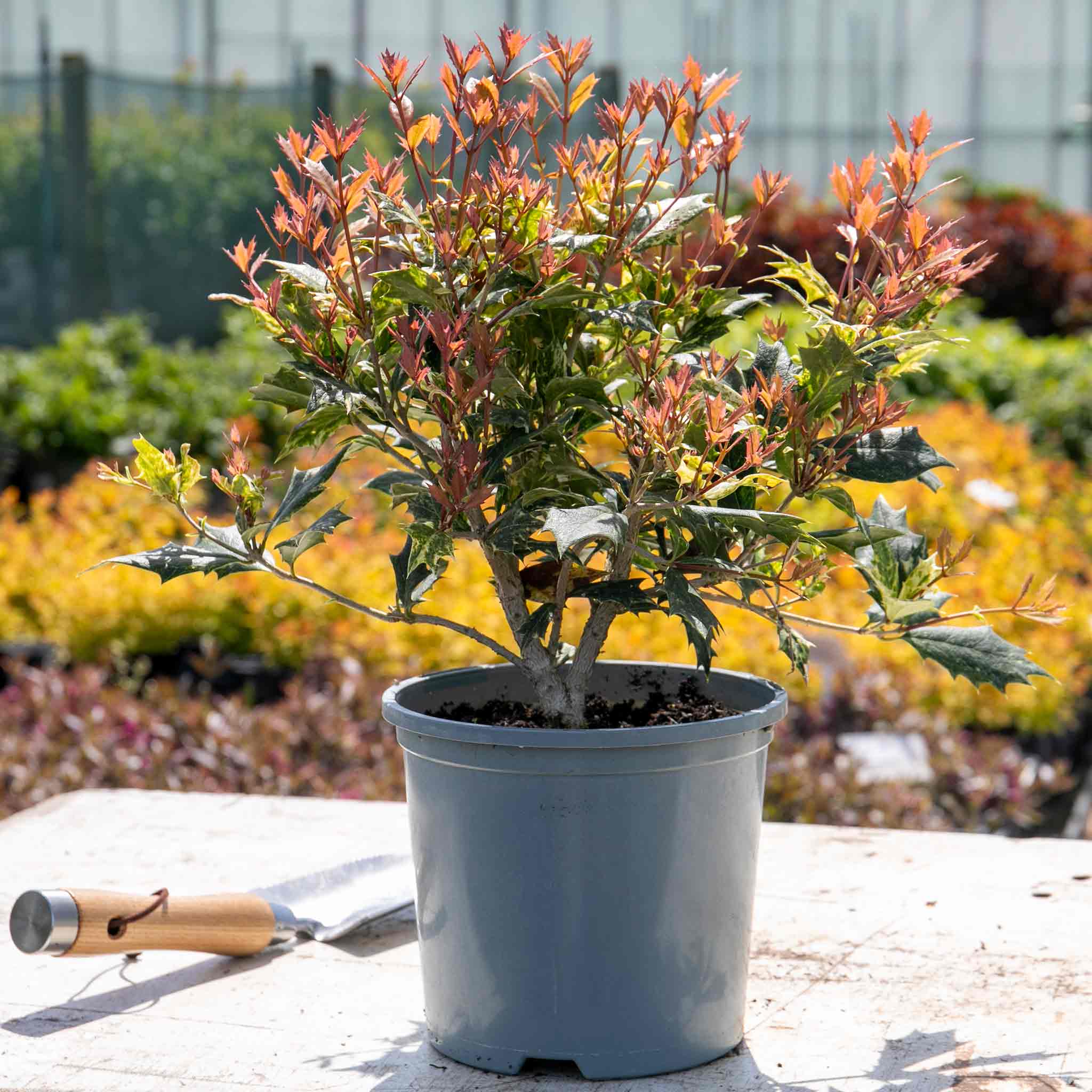 Osmanthus heterophyllus 'Goshiki' - Image 4