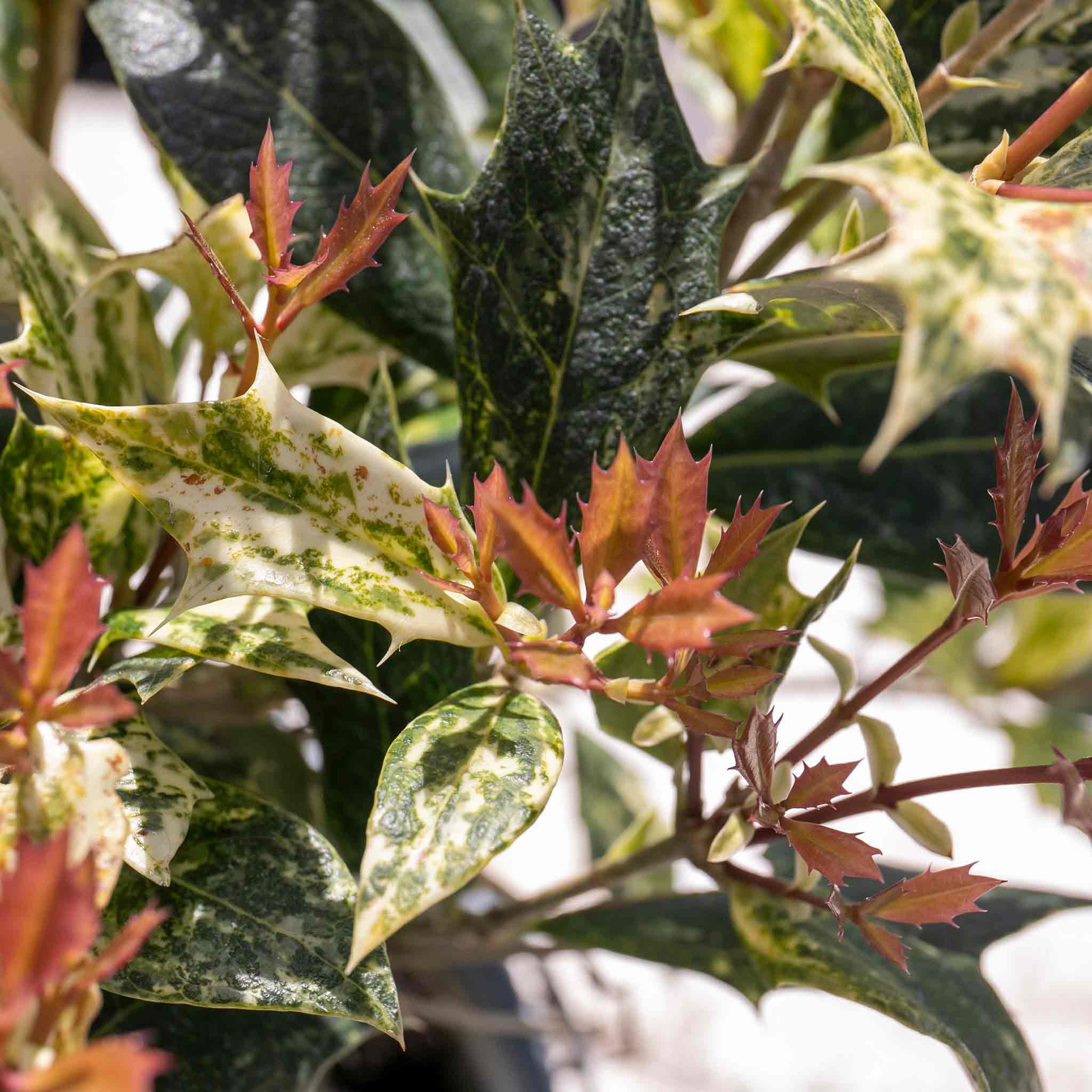 Osmanthus heterophyllus 'Goshiki' - Image 7