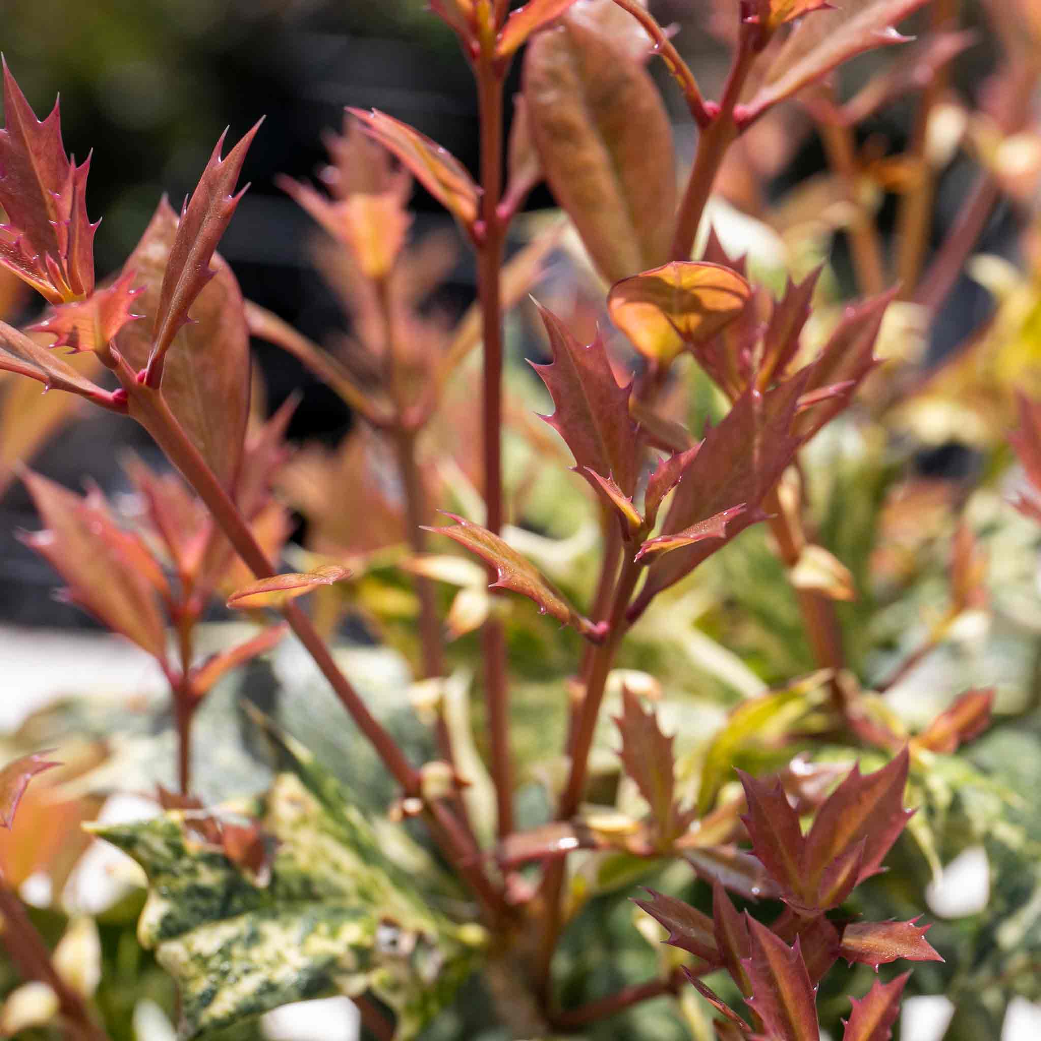 Osmanthus heterophyllus 'Goshiki' - Image 8