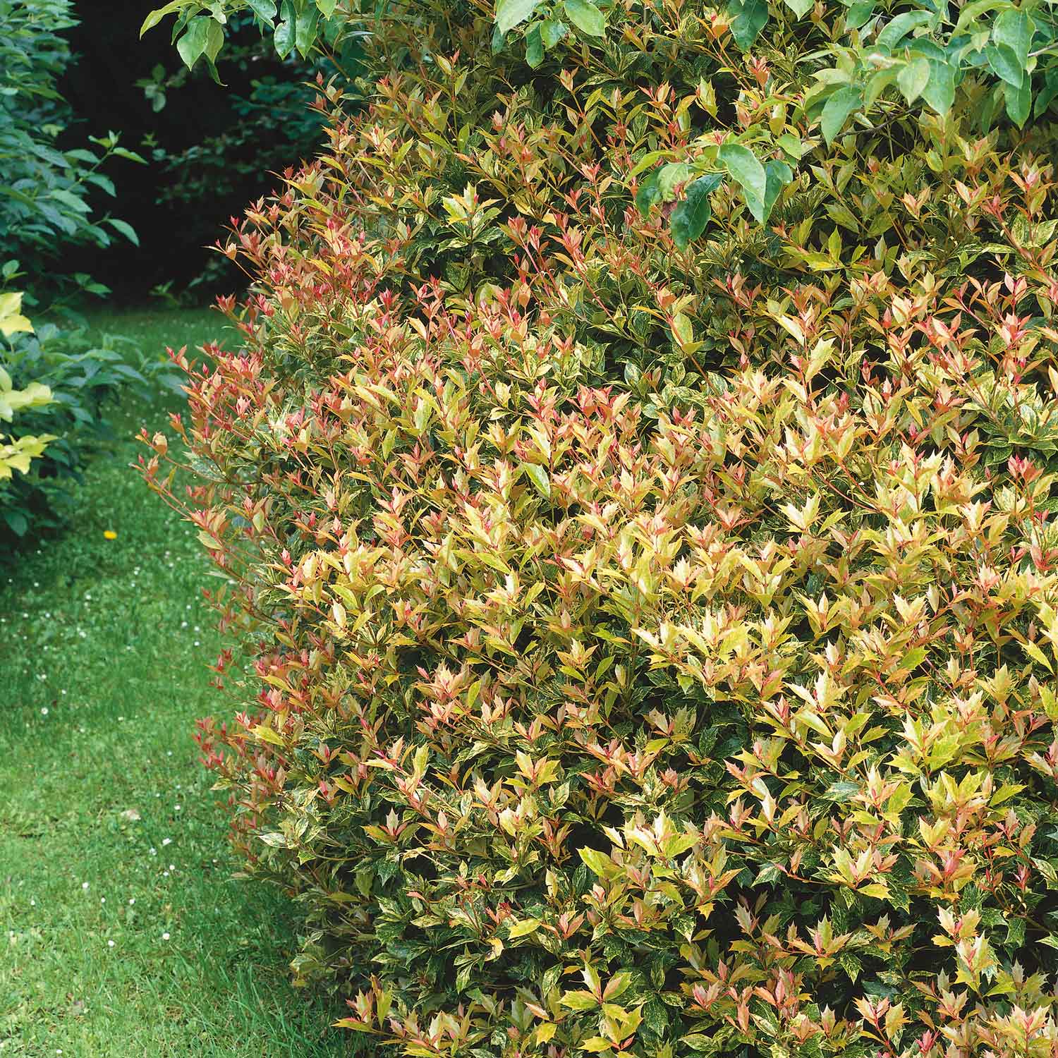 Osmanthus heterophyllus 'Goshiki' - Image 9