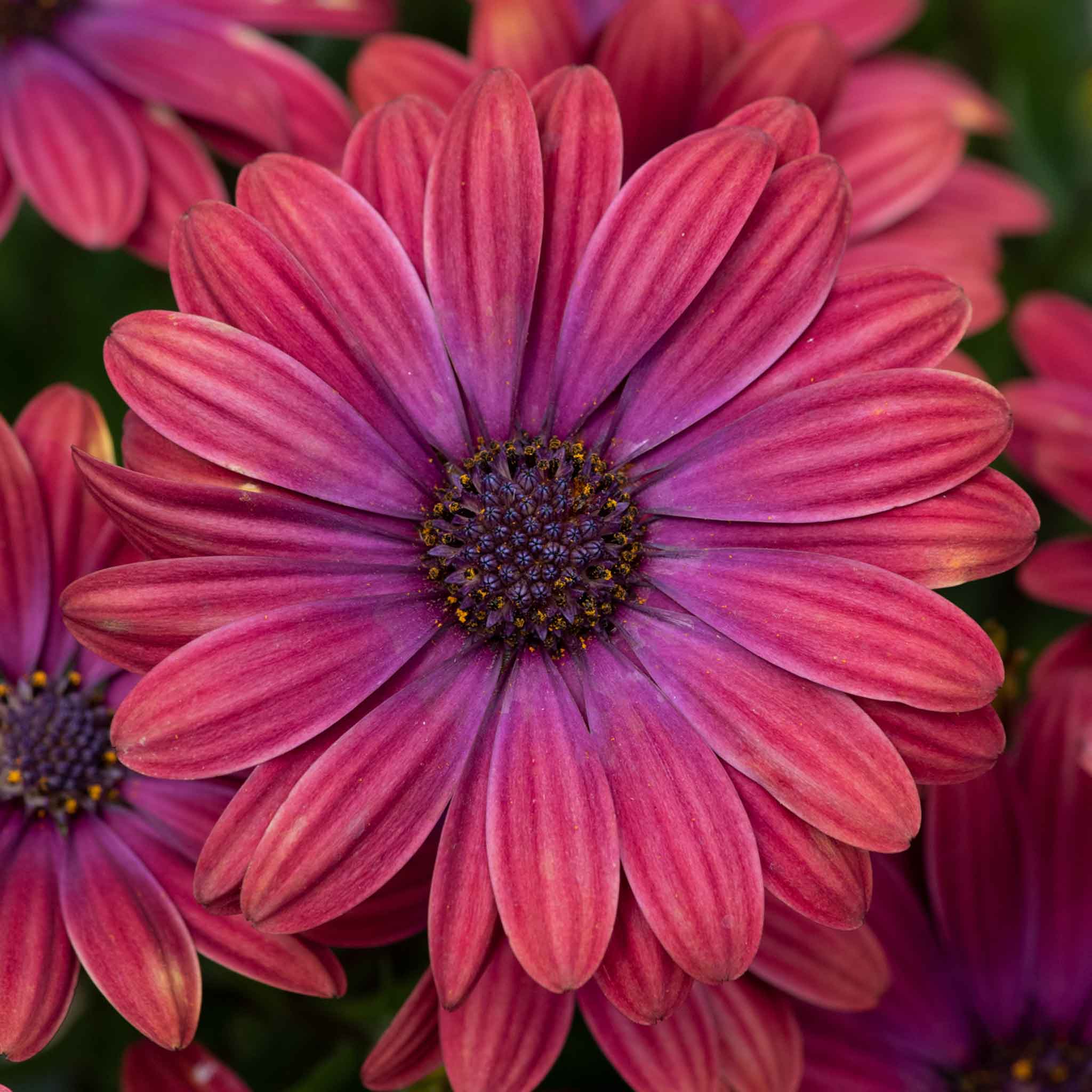 Osteospermum 'Dalina Purple Outback' - Image 2
