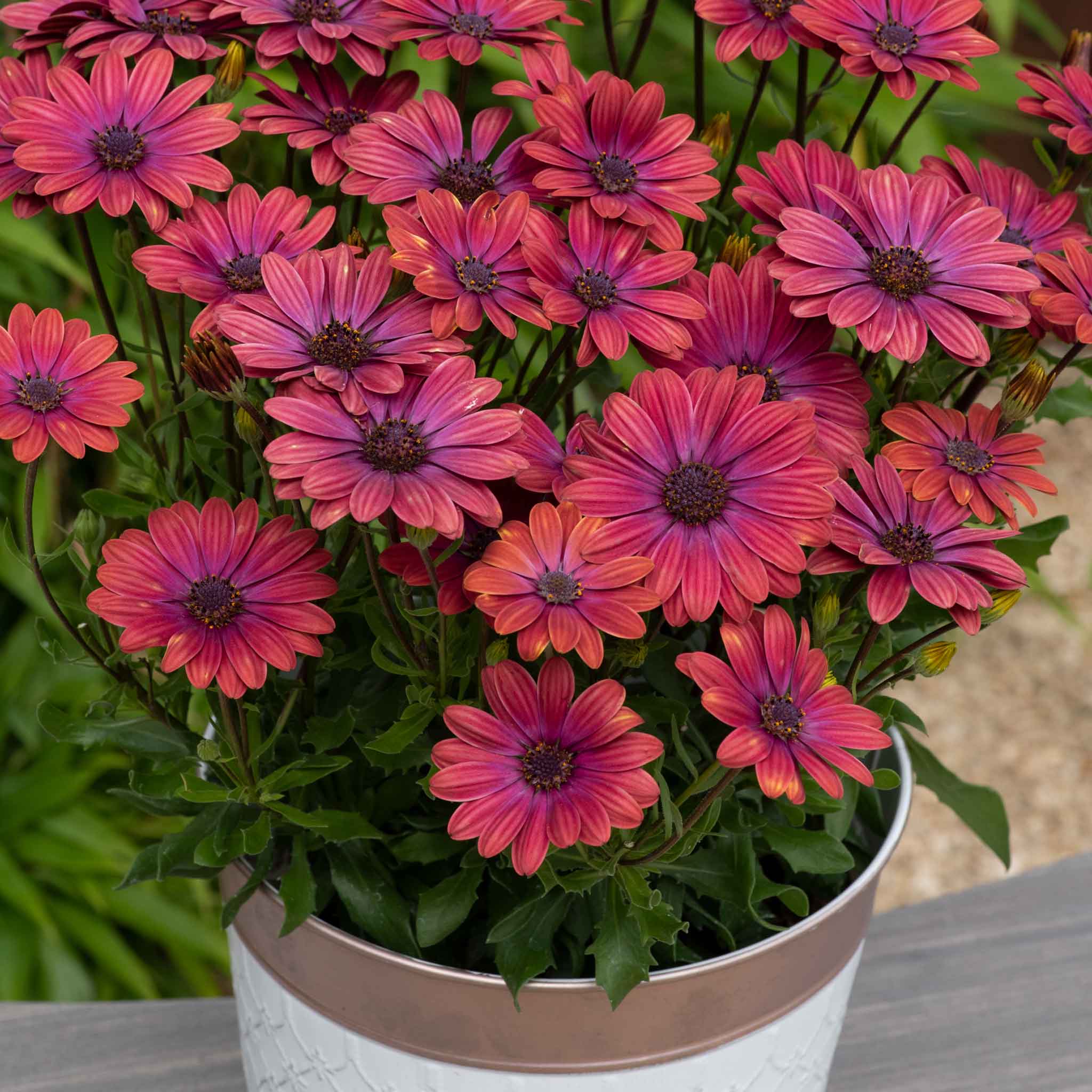 Osteospermum 'Single' Collection - Image 7
