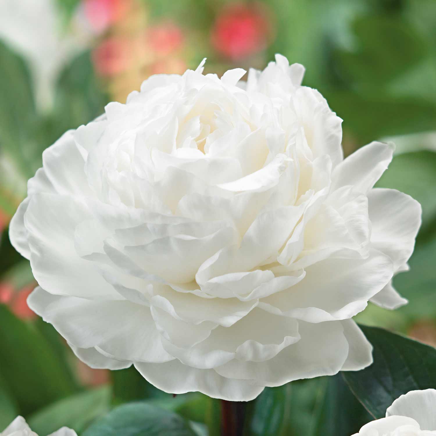 Paeonia 'Gardenia' - Image 2