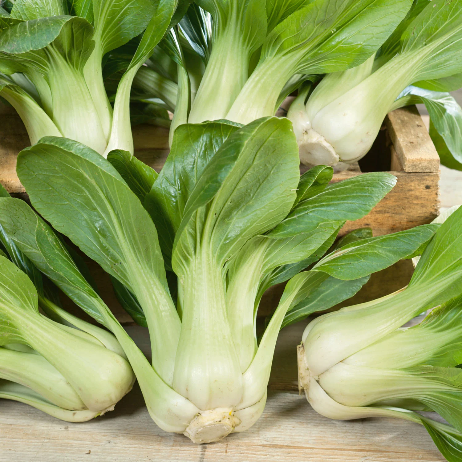 Pak Choi Seeds 'Canton White'