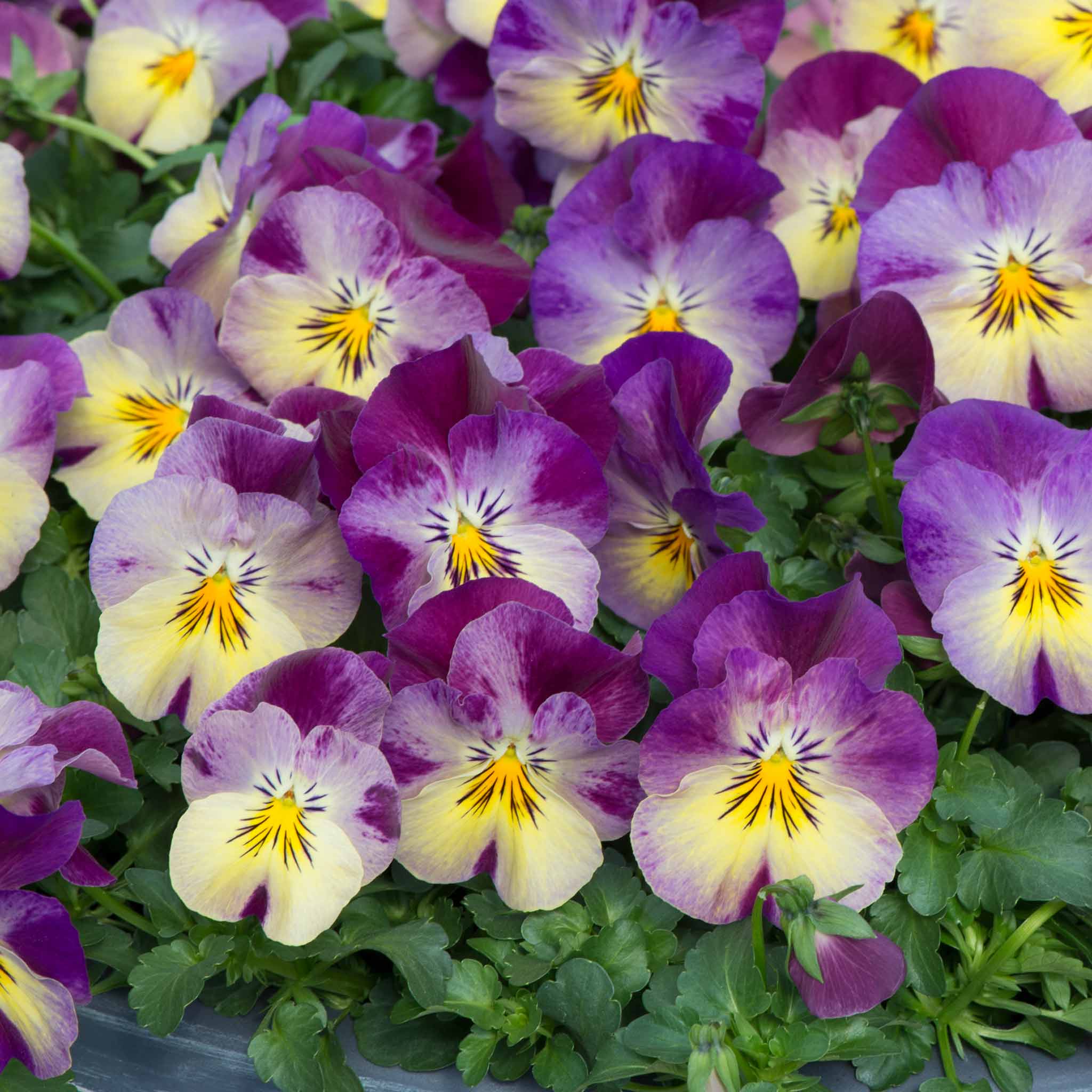 Pansy 'Cool Wave Raspberry Swirl' - Image 7