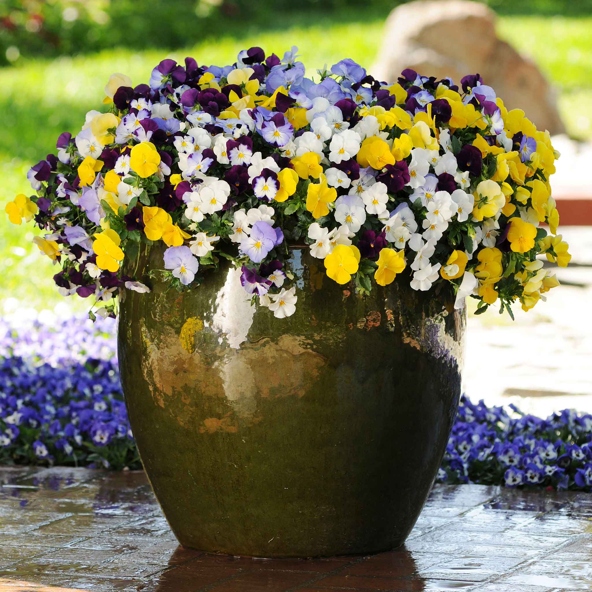 Pansy 'Cool Wave Mix' - Image 3