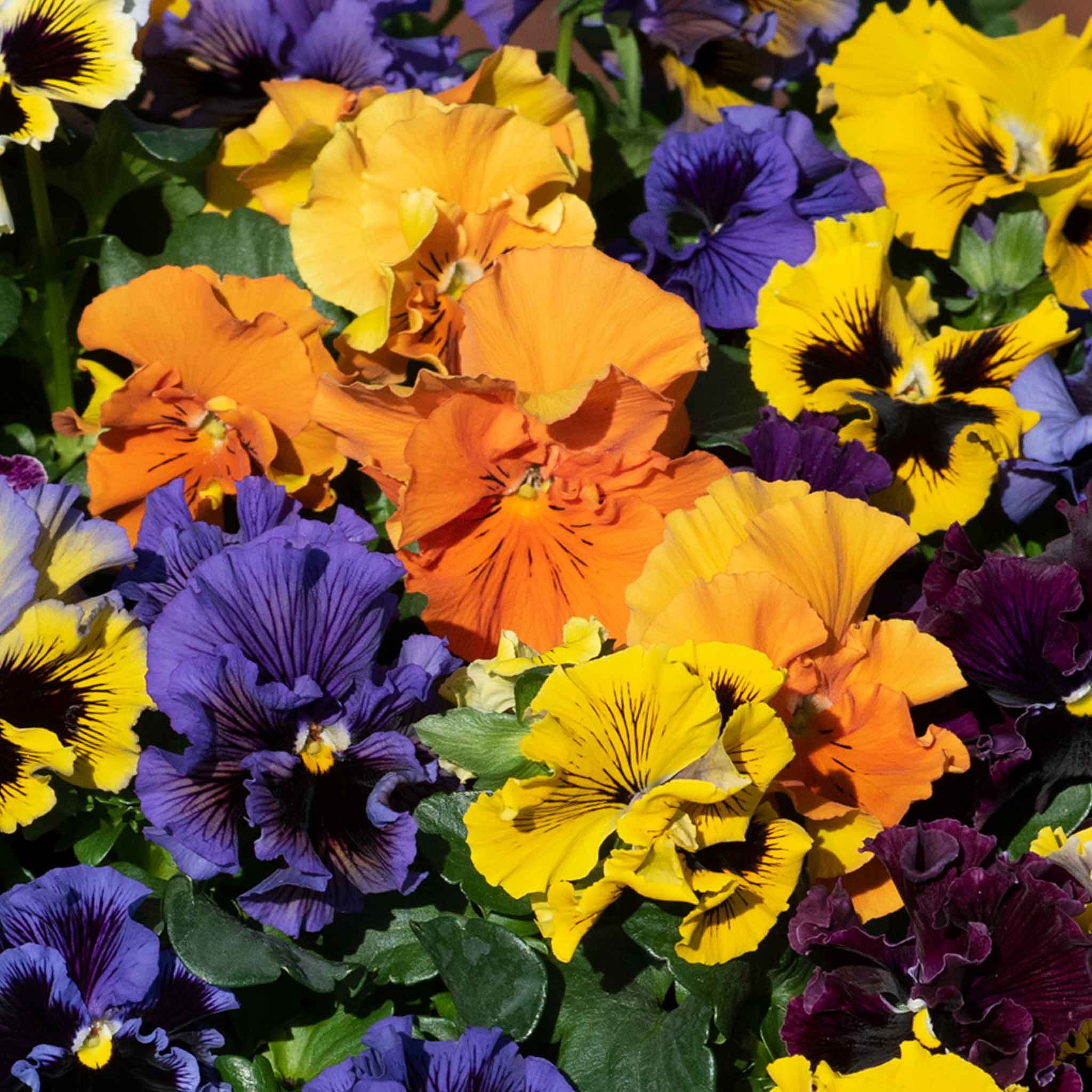 Pansy 'Frizzle Sizzle Mix' - Image 3