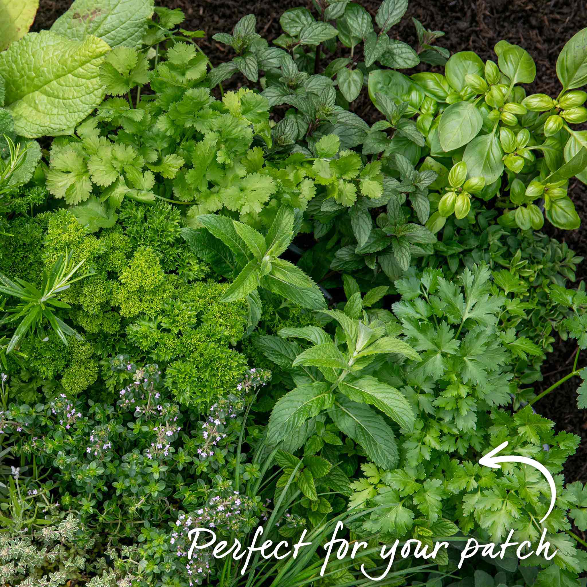 Parsley 'Italian Flat Leaf' - Image 4