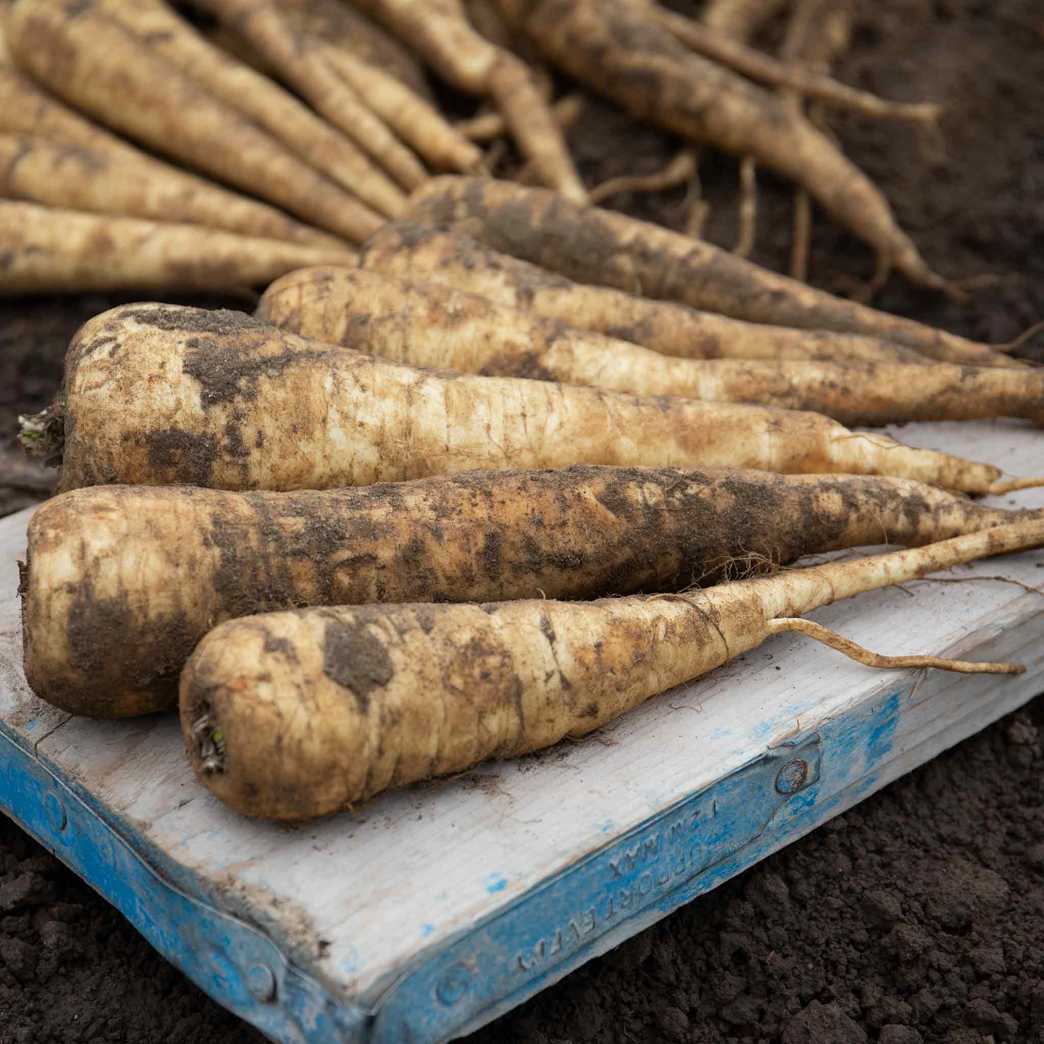 Parsnip Seeds 'Pearl' F1 - Image 5