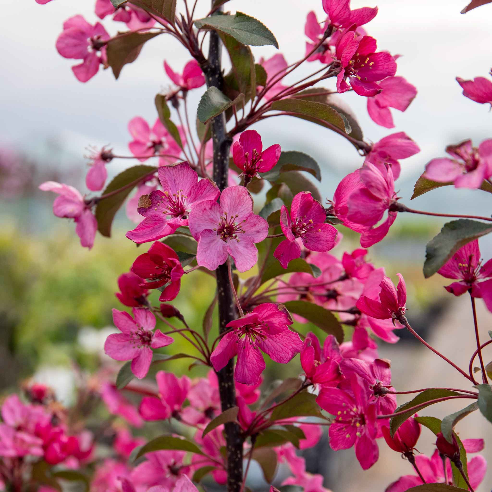 Crab Apple 'Liset'