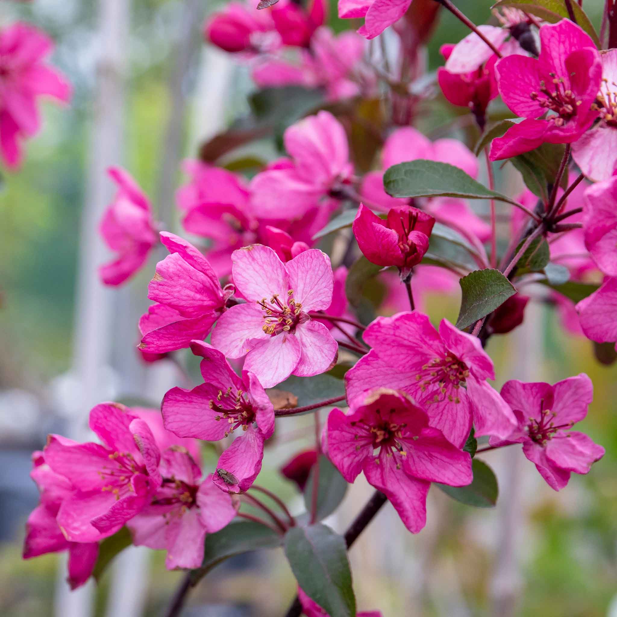 Crab Apple 'Liset' - Image 2