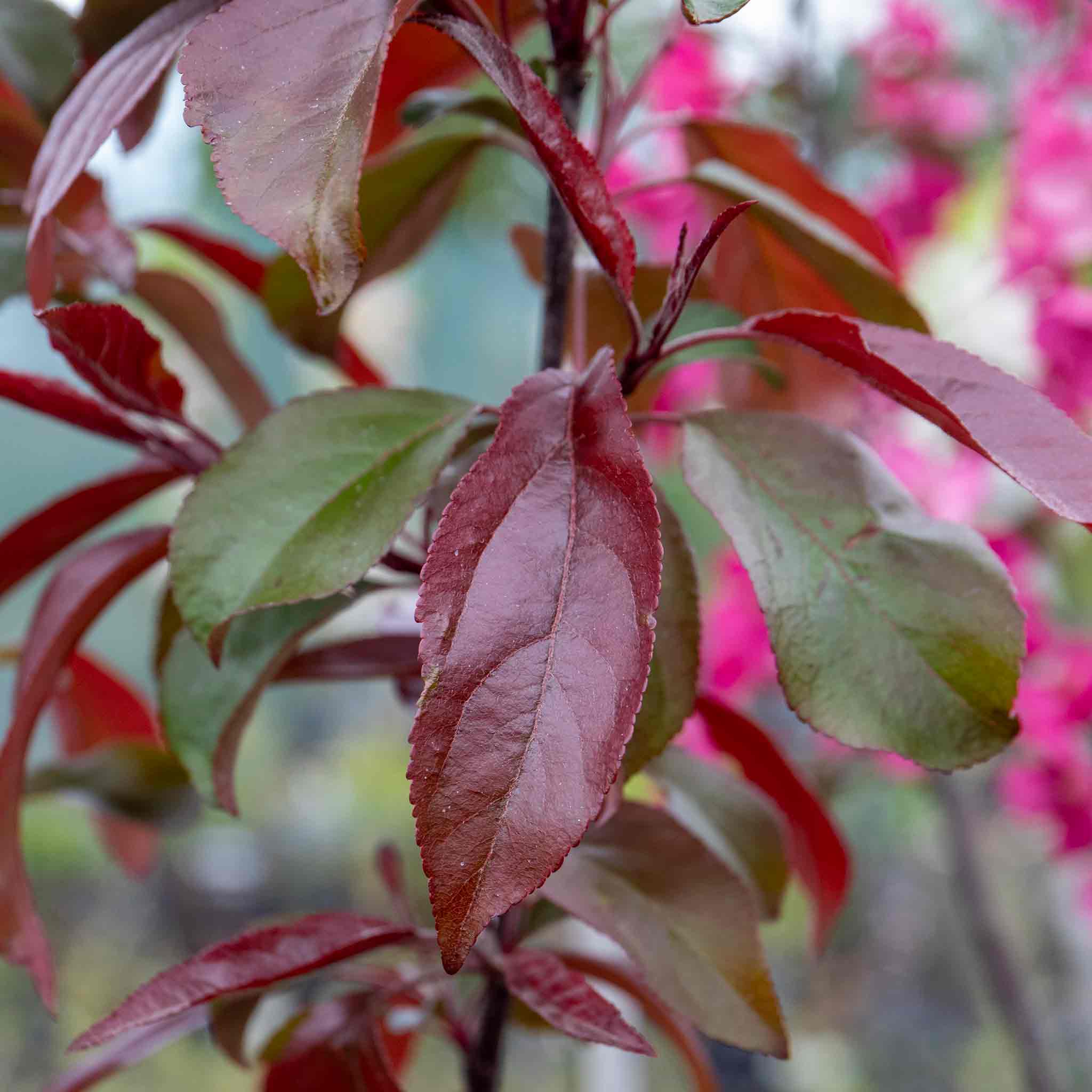 Crab Apple 'Liset' - Image 3