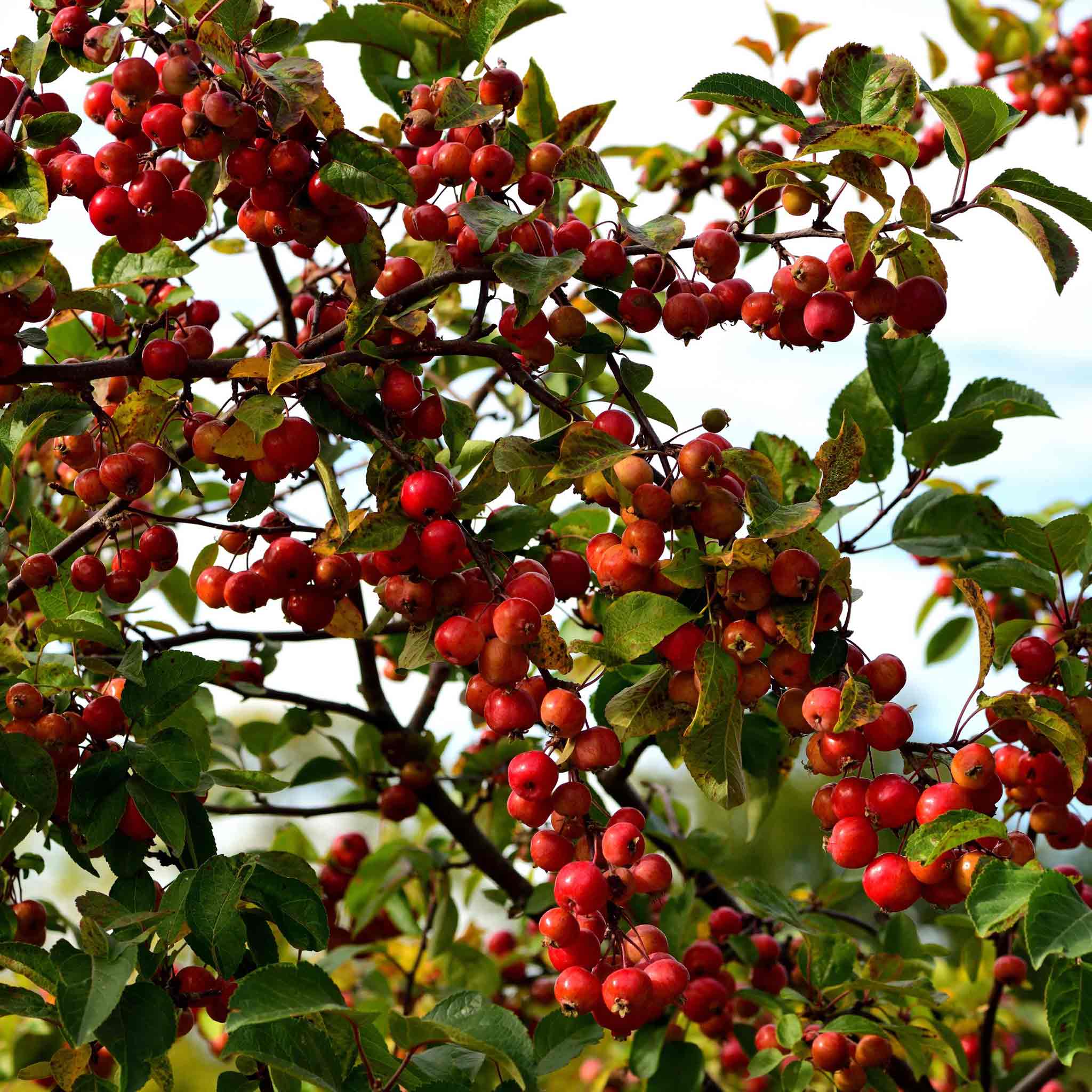 Crab Apple 'Liset' - Image 4