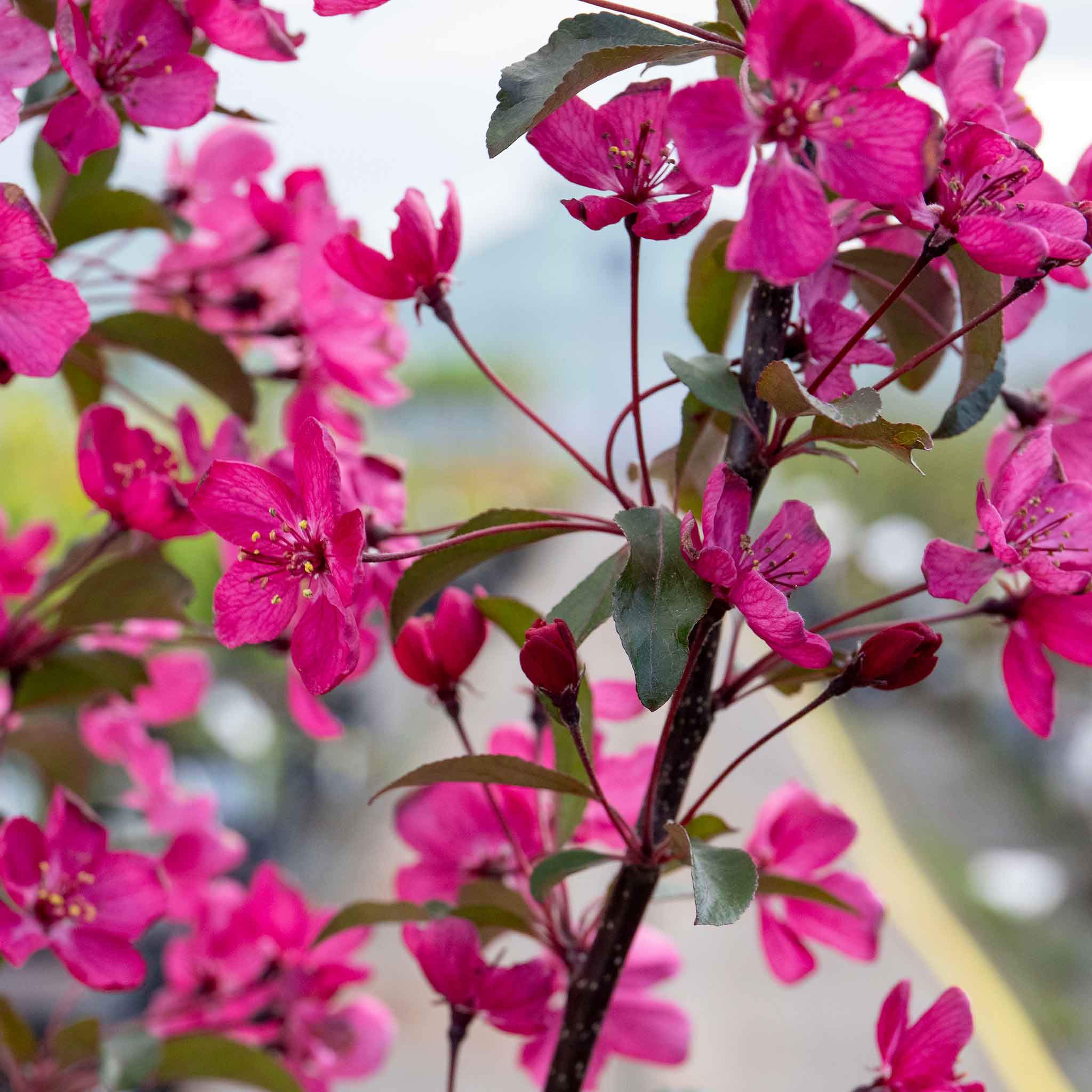 Crab Apple 'Liset' - Image 6